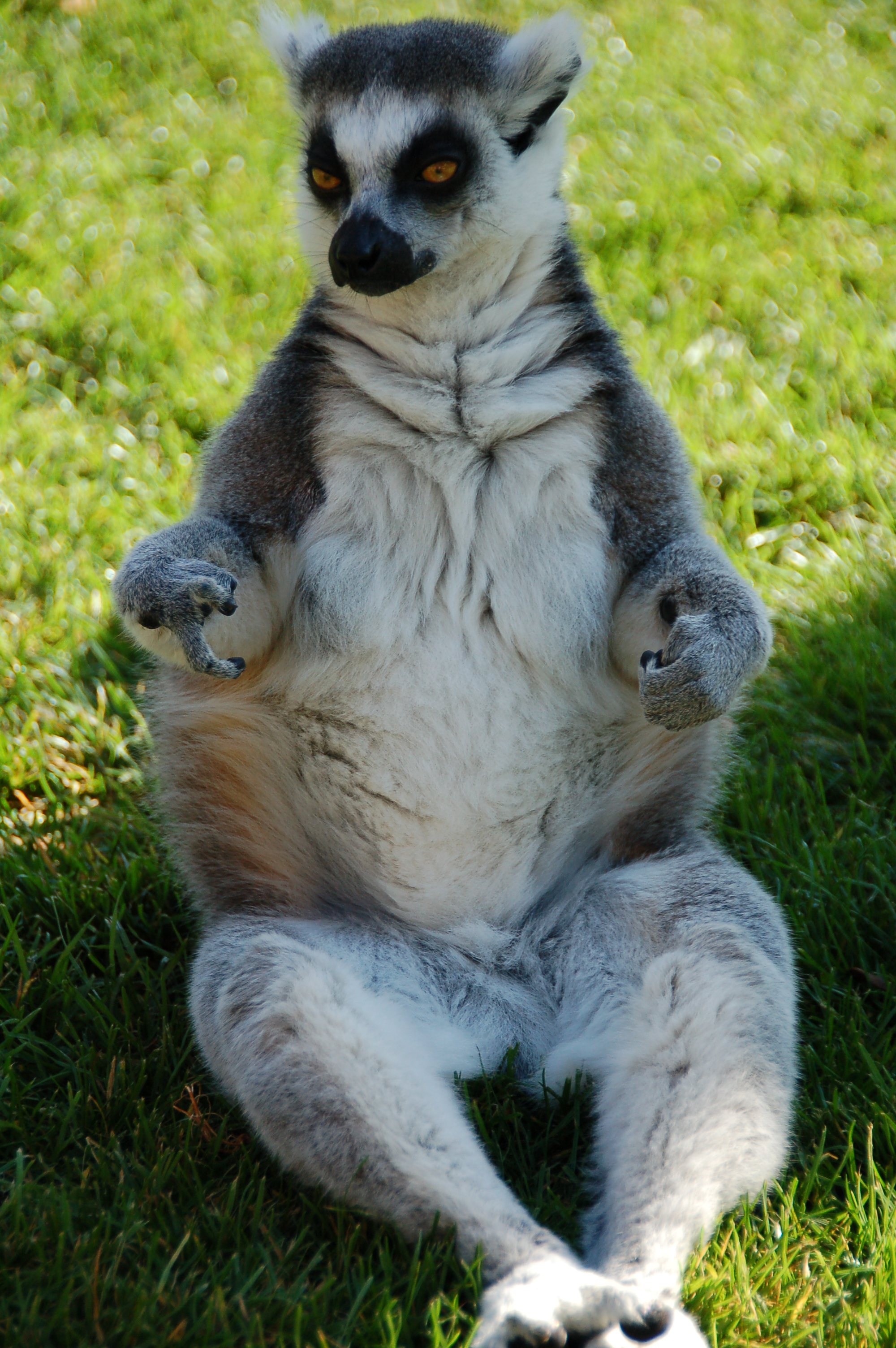 Audi insperation - Meditating Lemur (by)