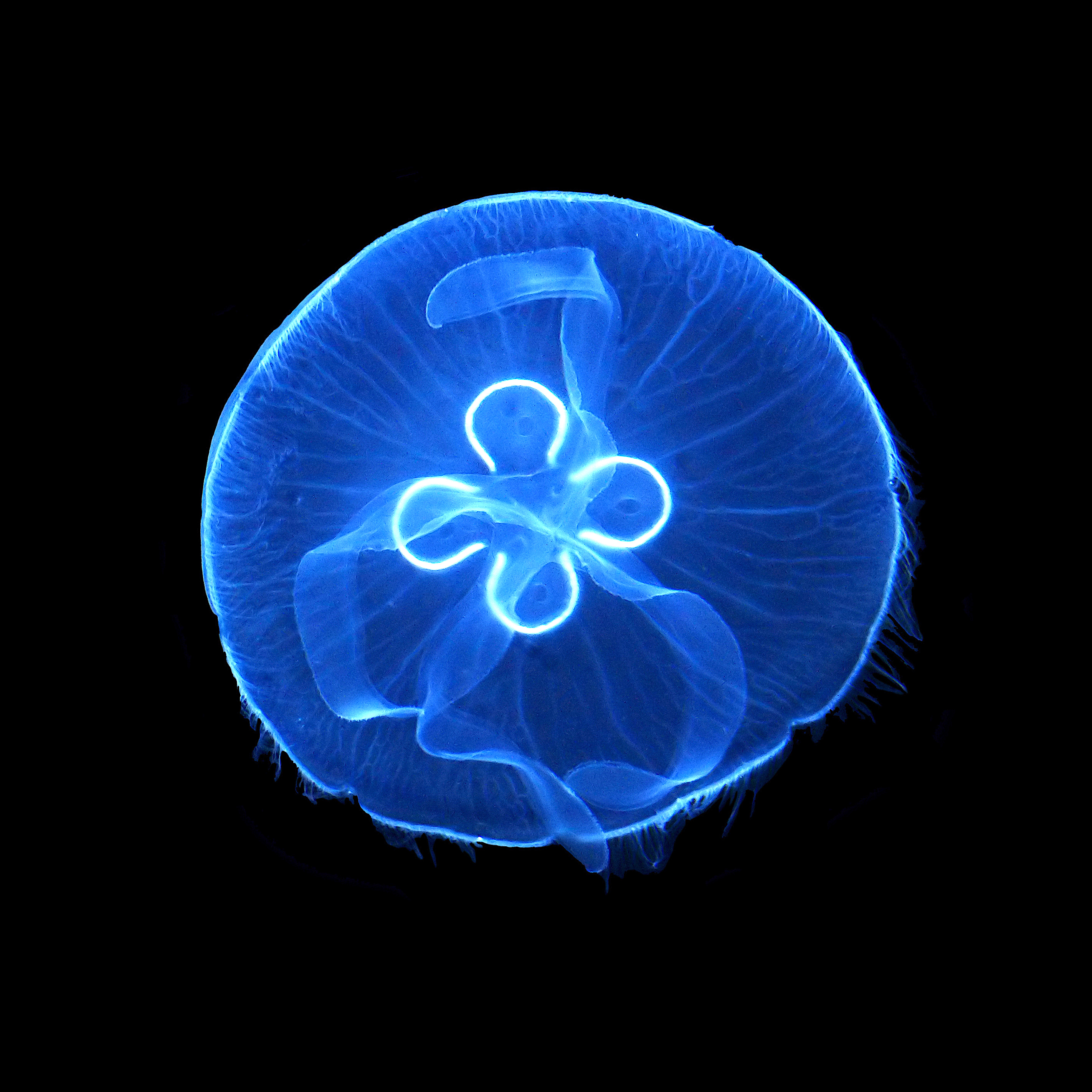 Aurelia aurita 2