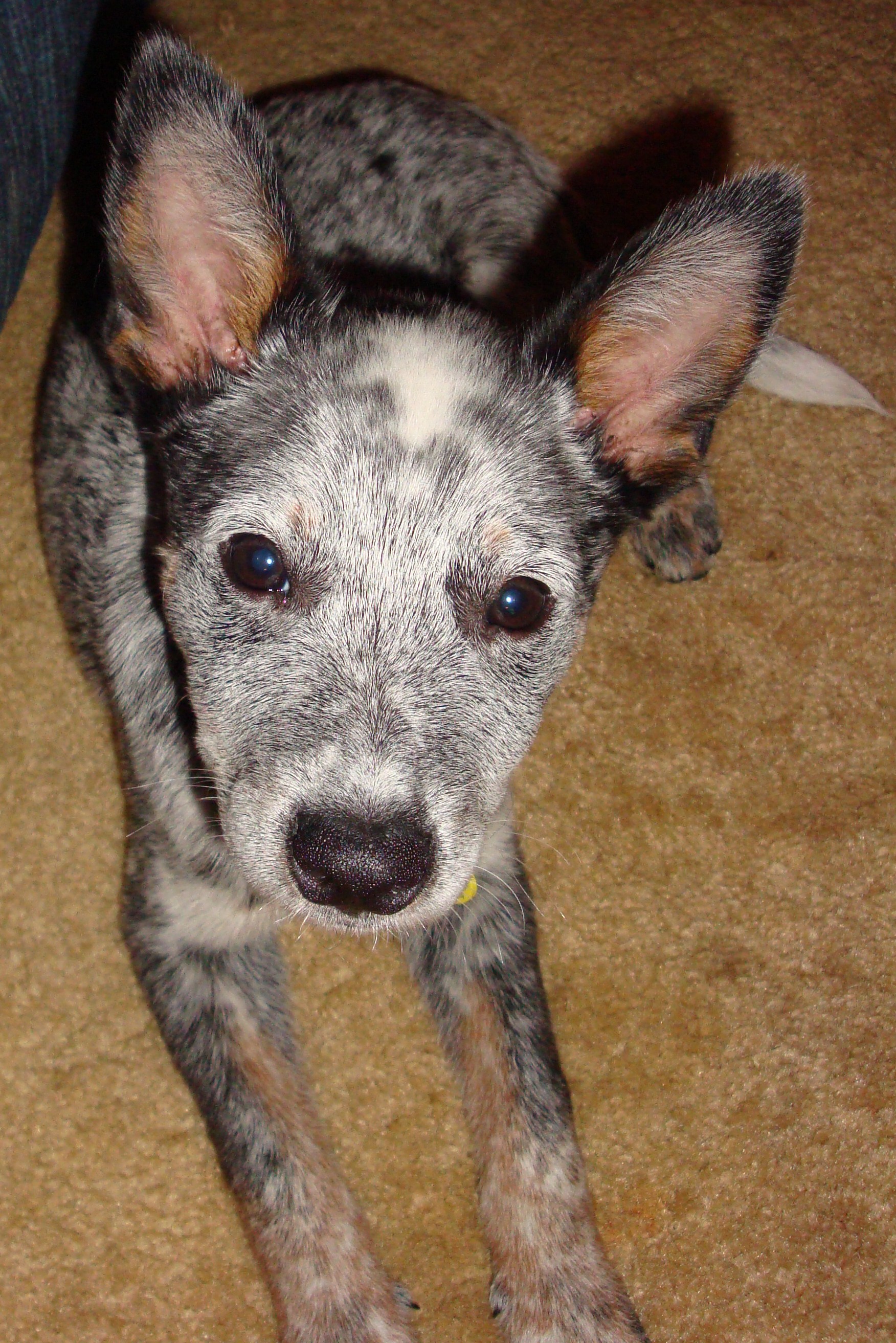 Australian Cattle Dog 2.5