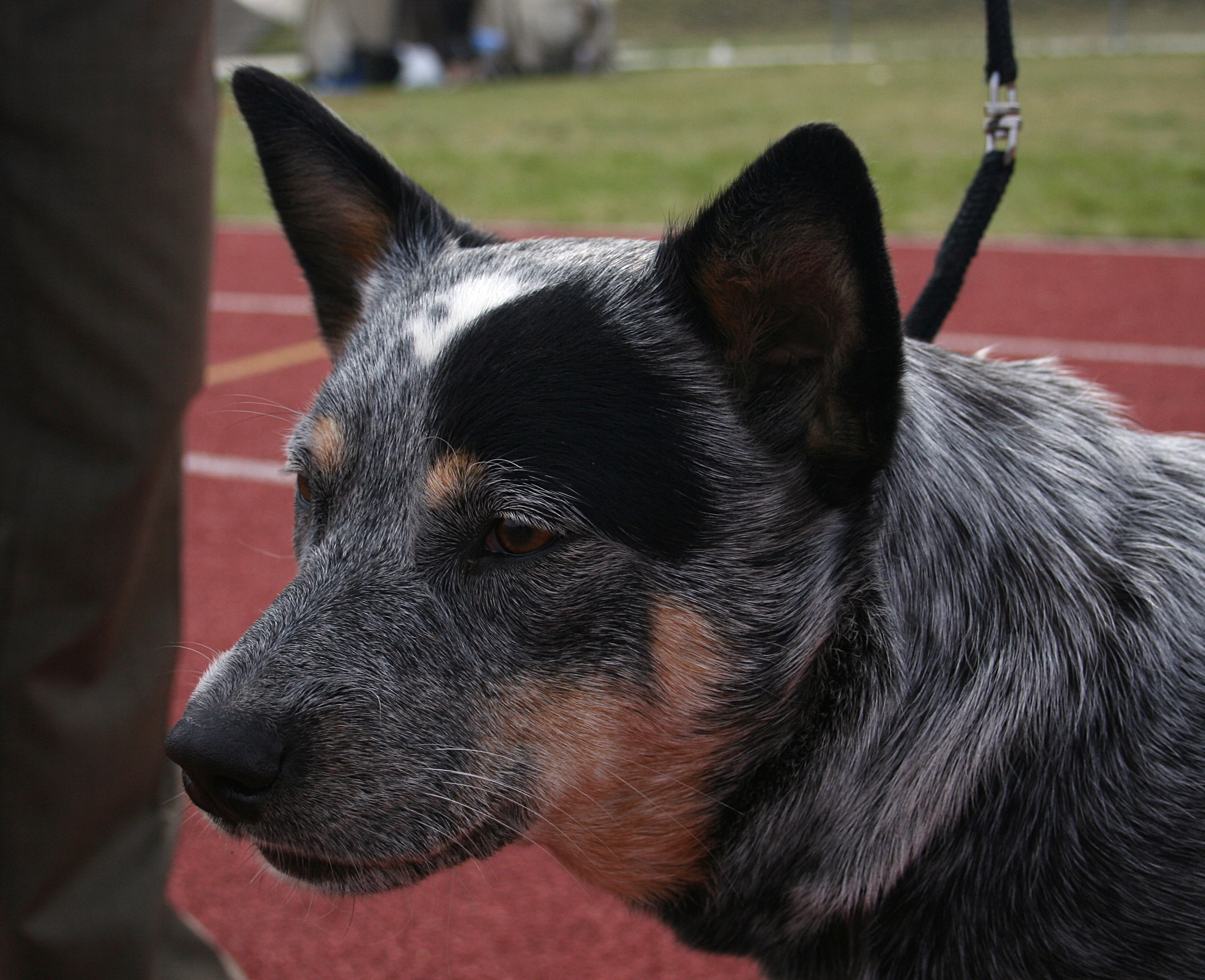 Australian Cattle Dog 22.04.2012 3pl