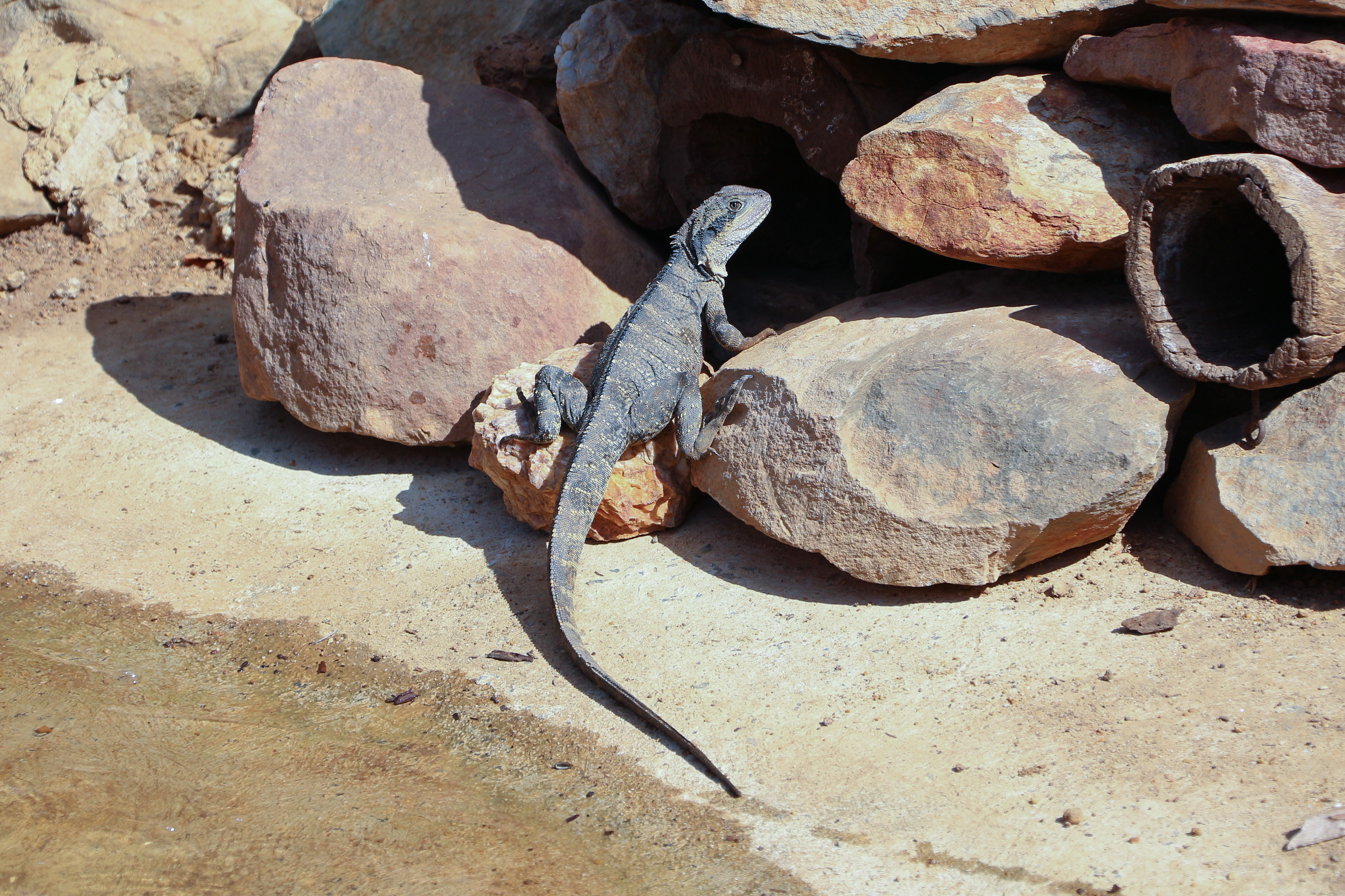 Australian water dragon, Kangaroo Island