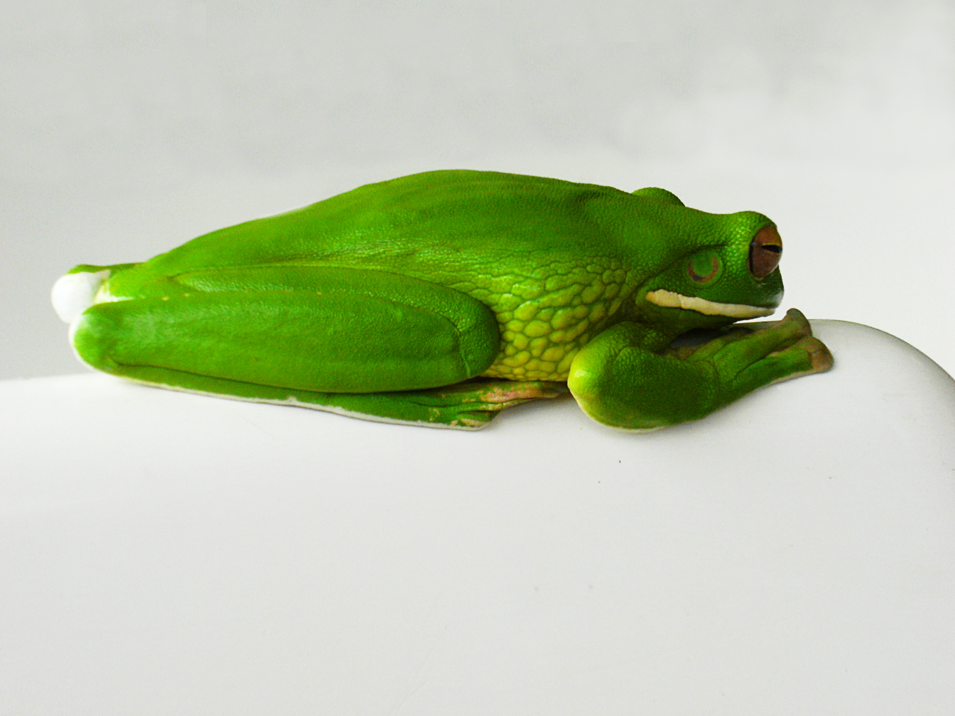 Australischer Baumfrosch (31528467695)