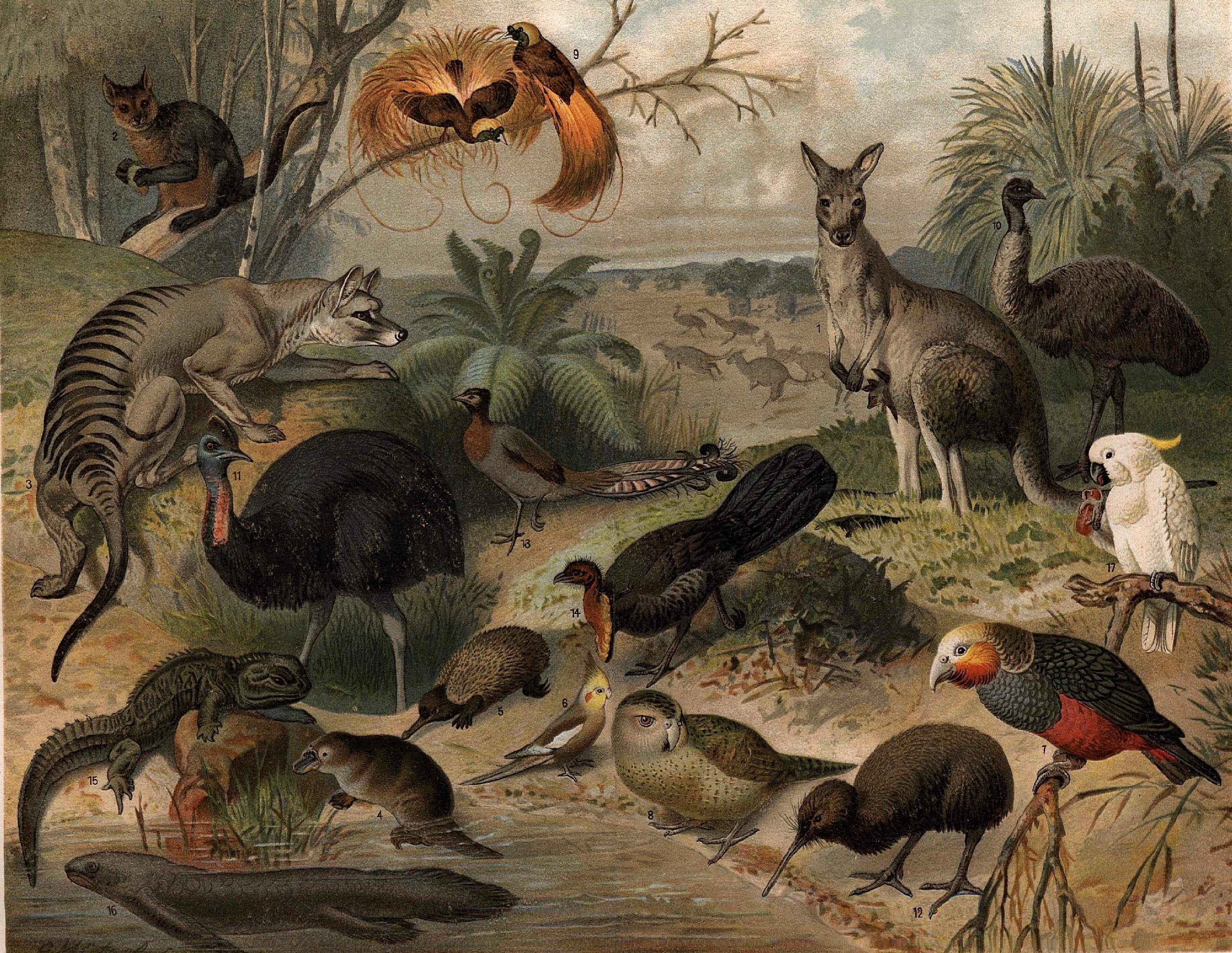 Australisk fauna, Nordisk familjebok