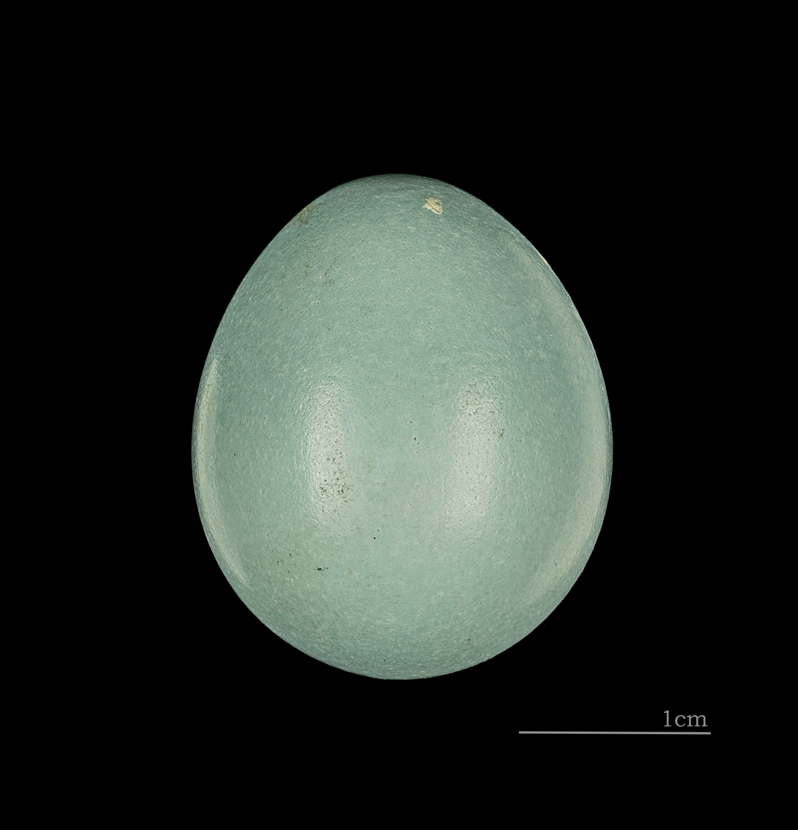 Babax lanceolatus MHNT 227 HdB China