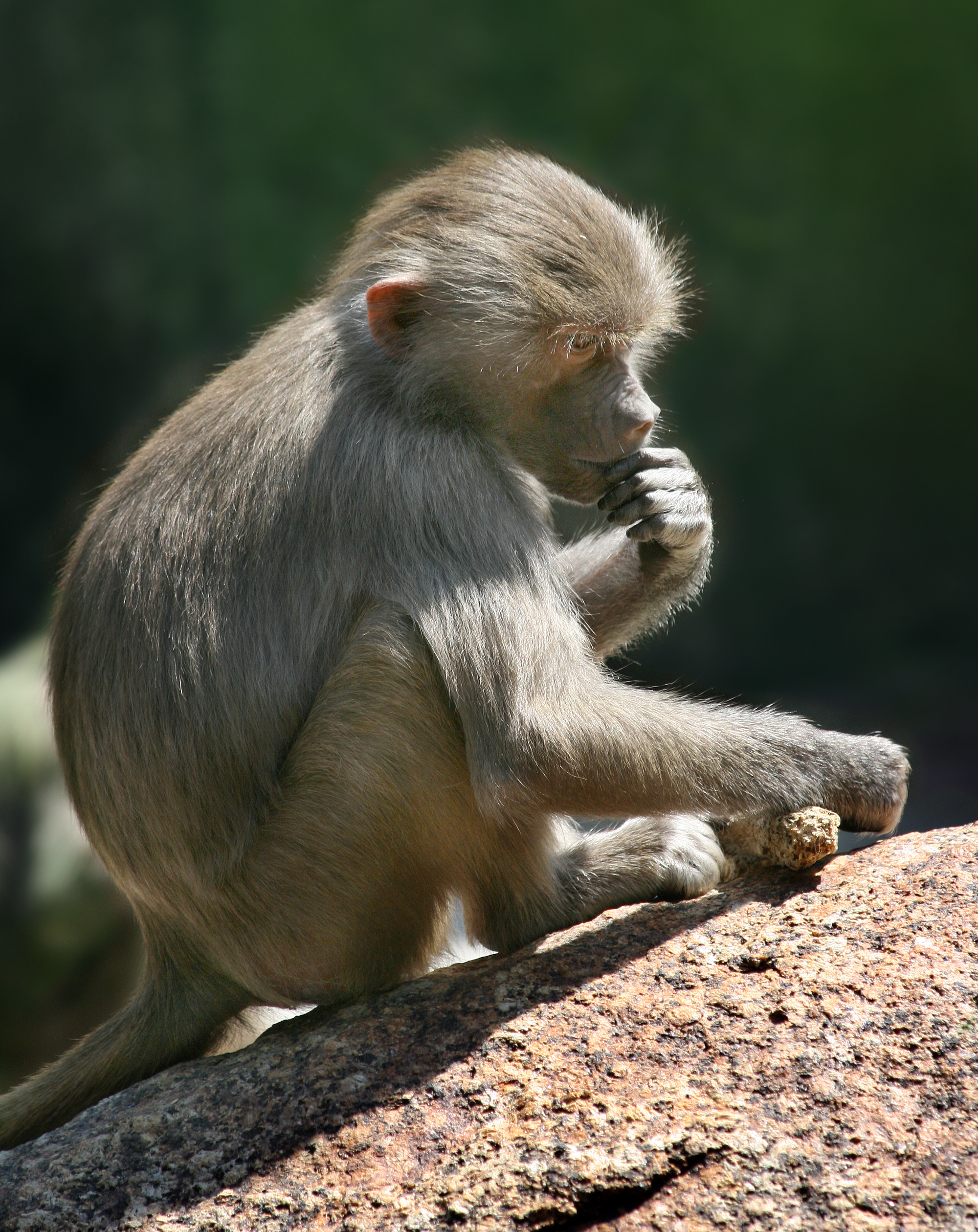 Baboon Papio Teenager