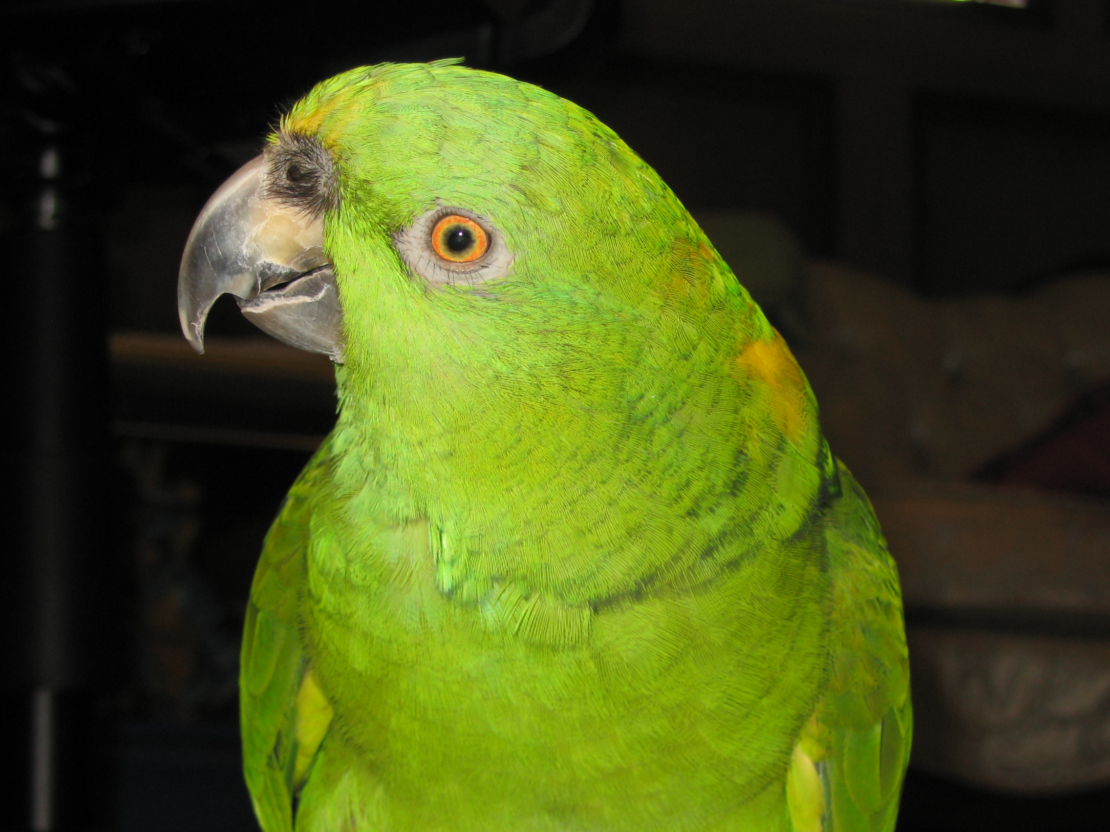 Baby-- Yellow Naped Amazon Parrot Closeup