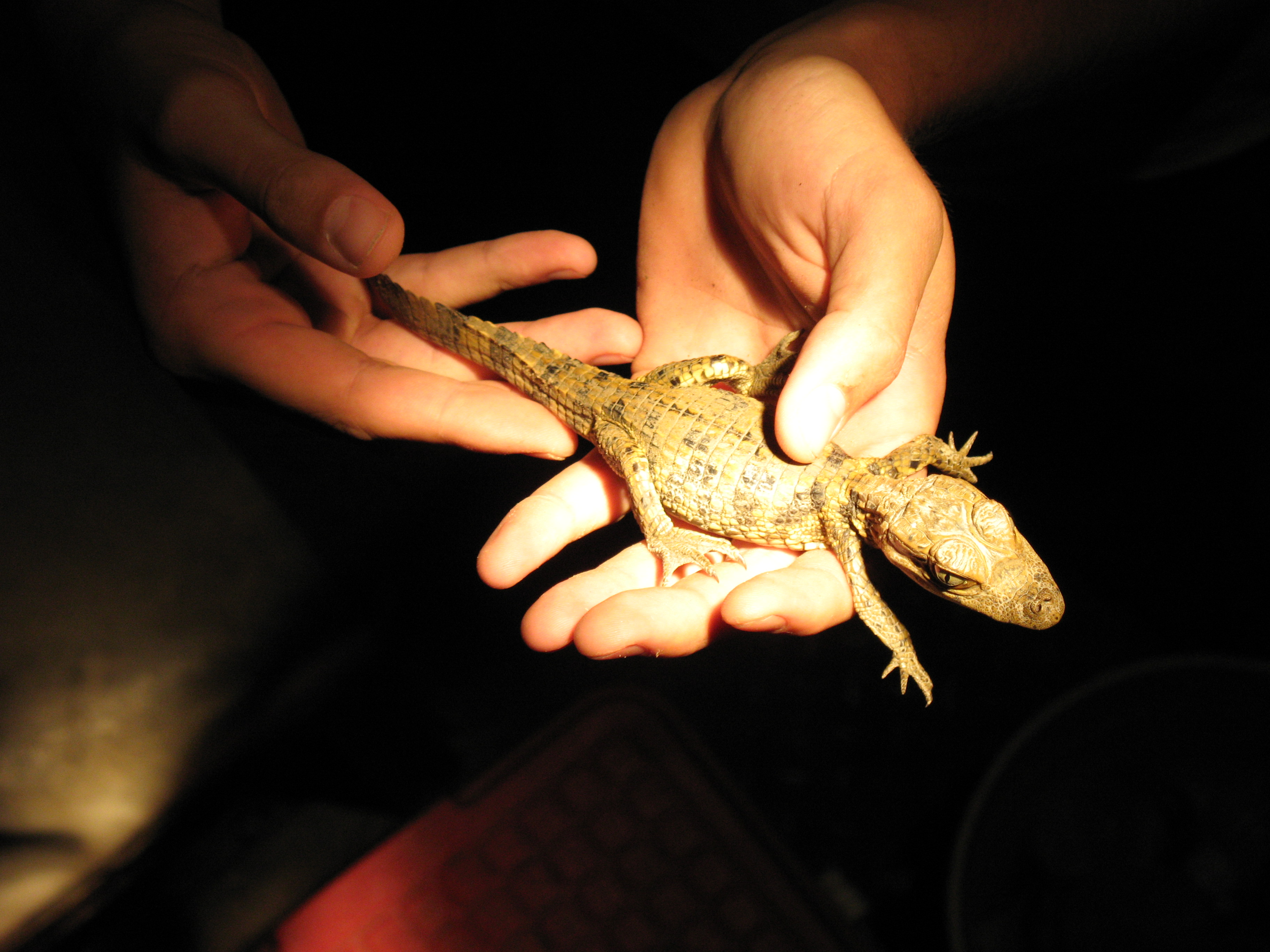 Baby-Caiman, Llanos-Ebene, Venezuela