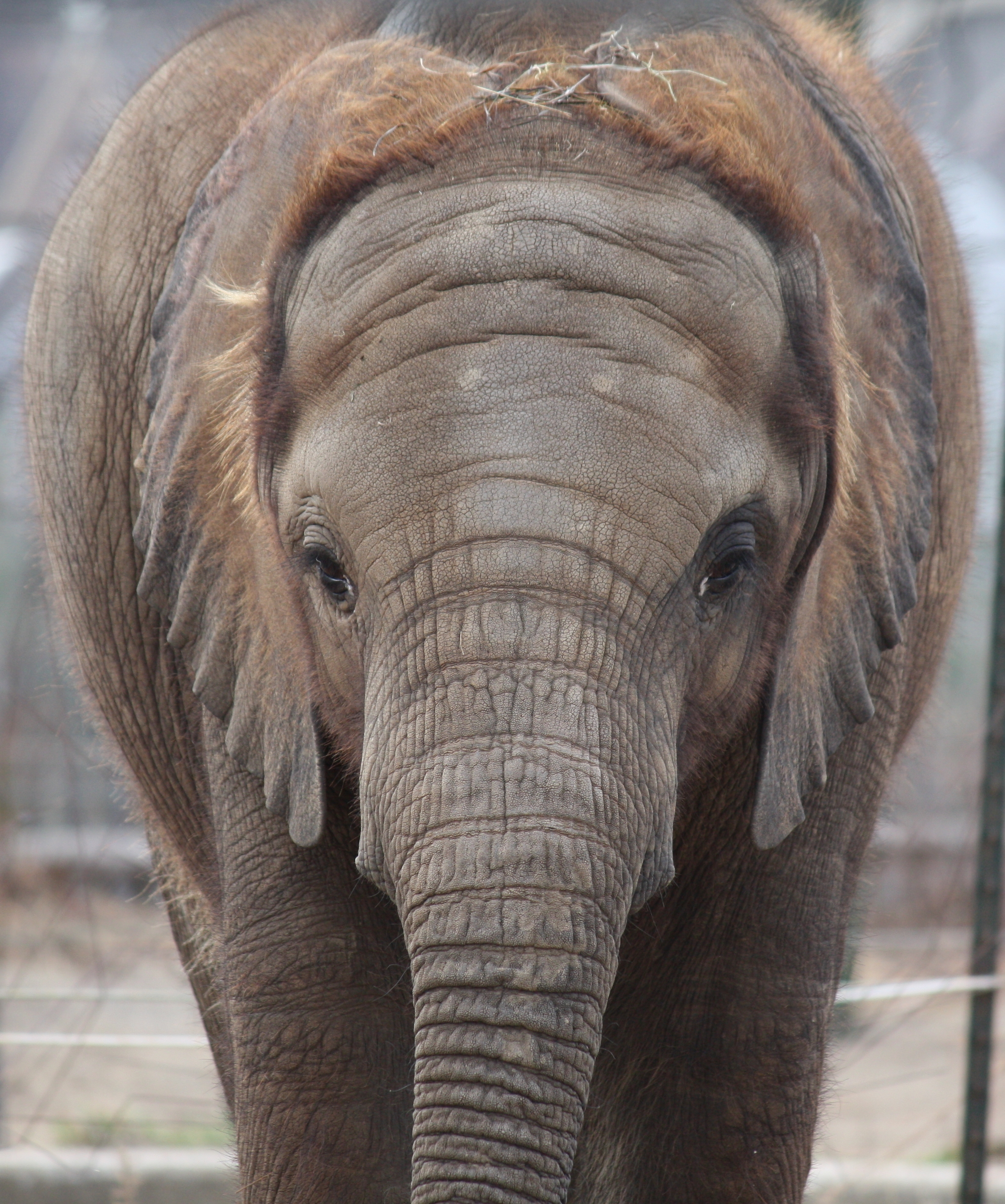 Baby African Elephant 057