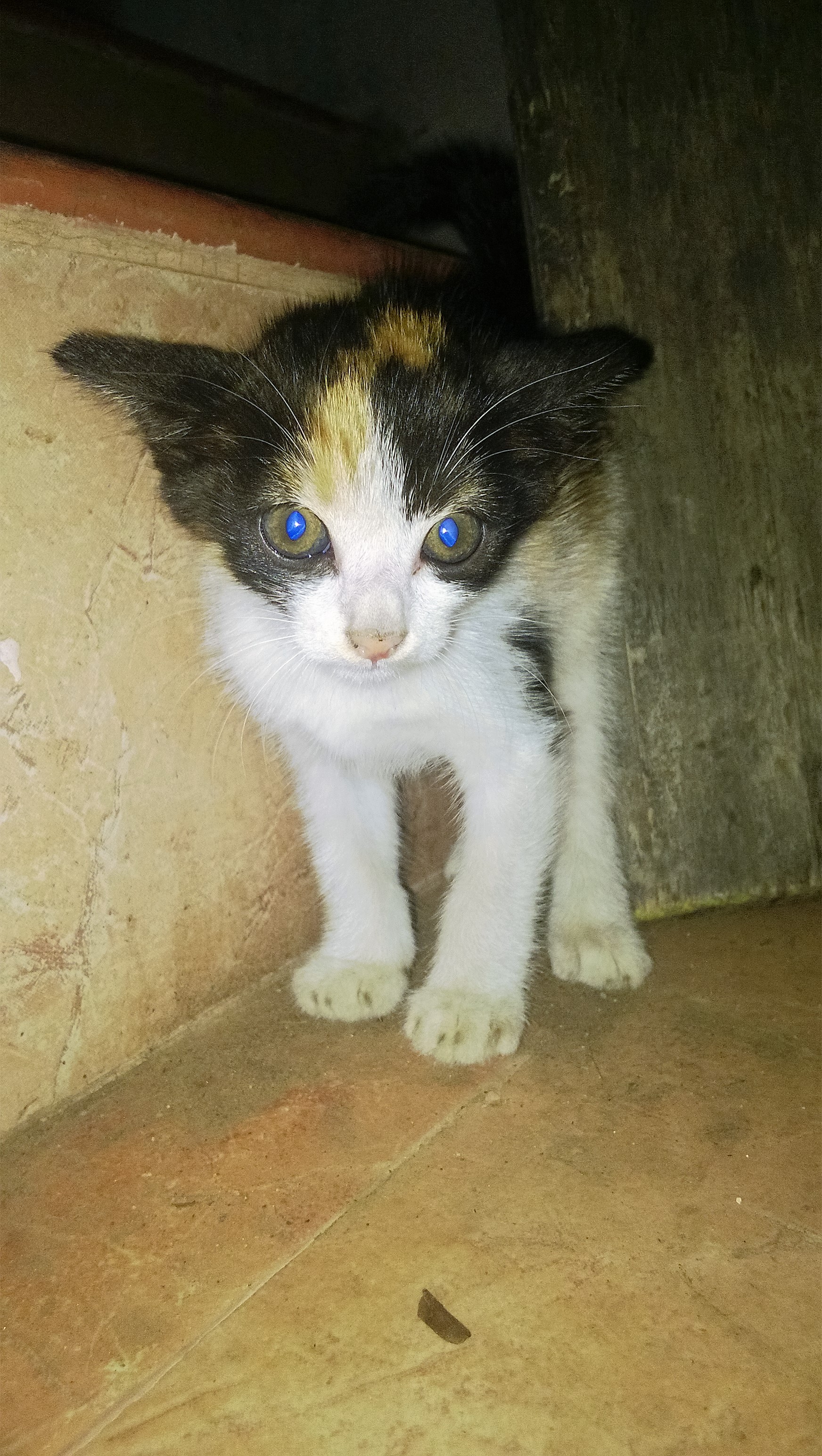 Baby cat 01
