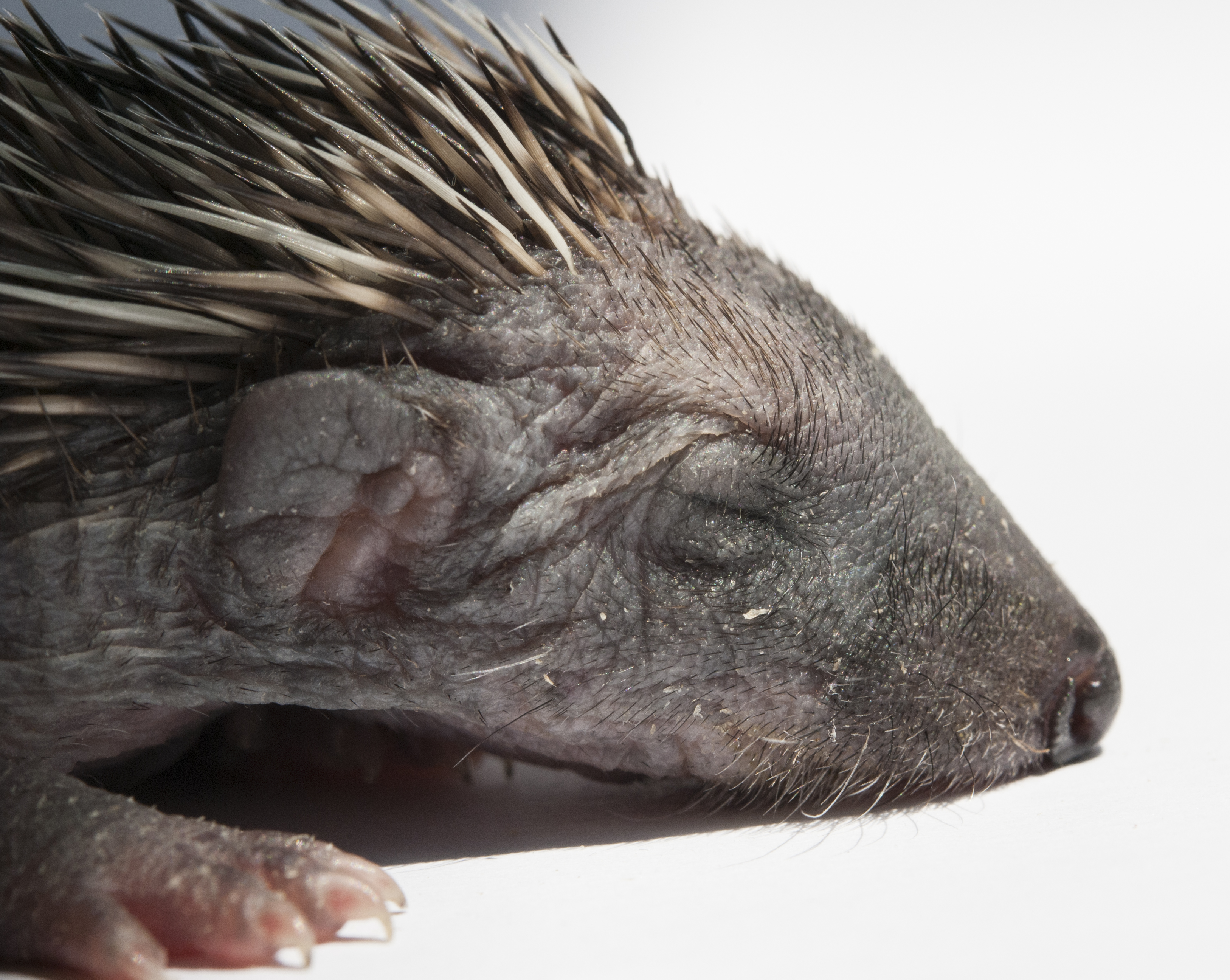 Baby Erinaceus europaeus (14)