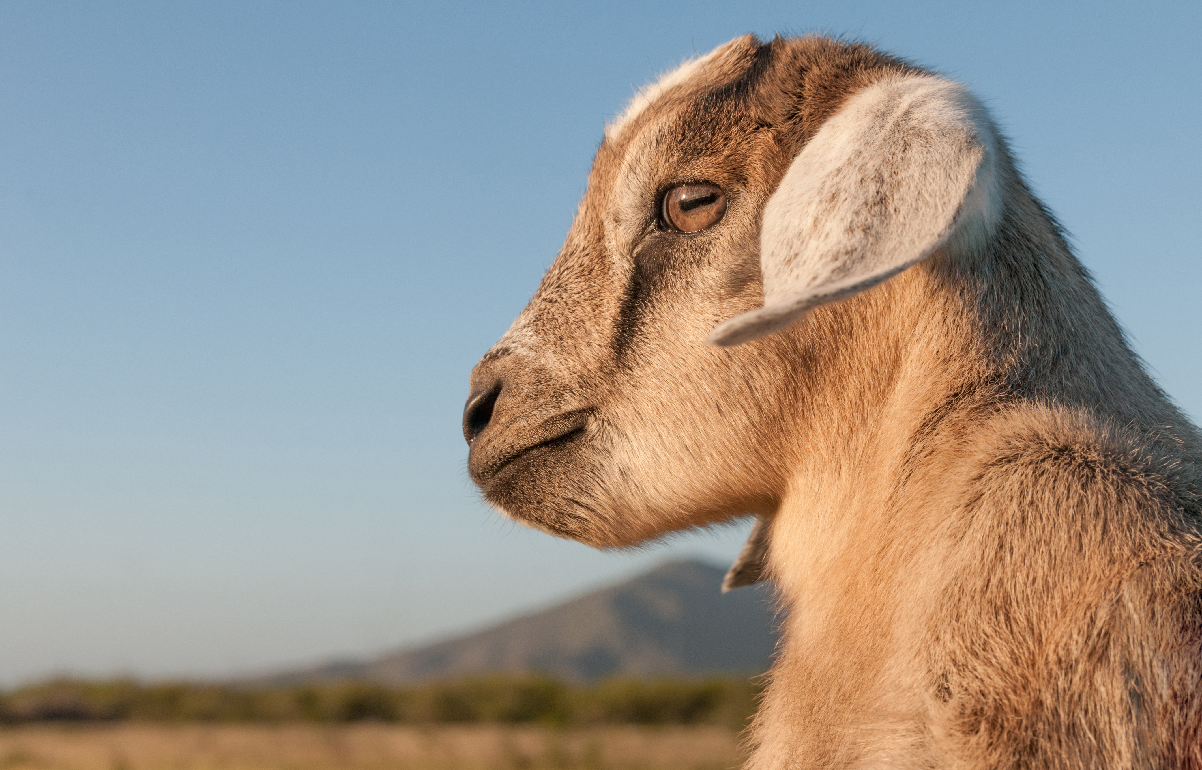 Baby Goat in Margarita Island, Venezuela