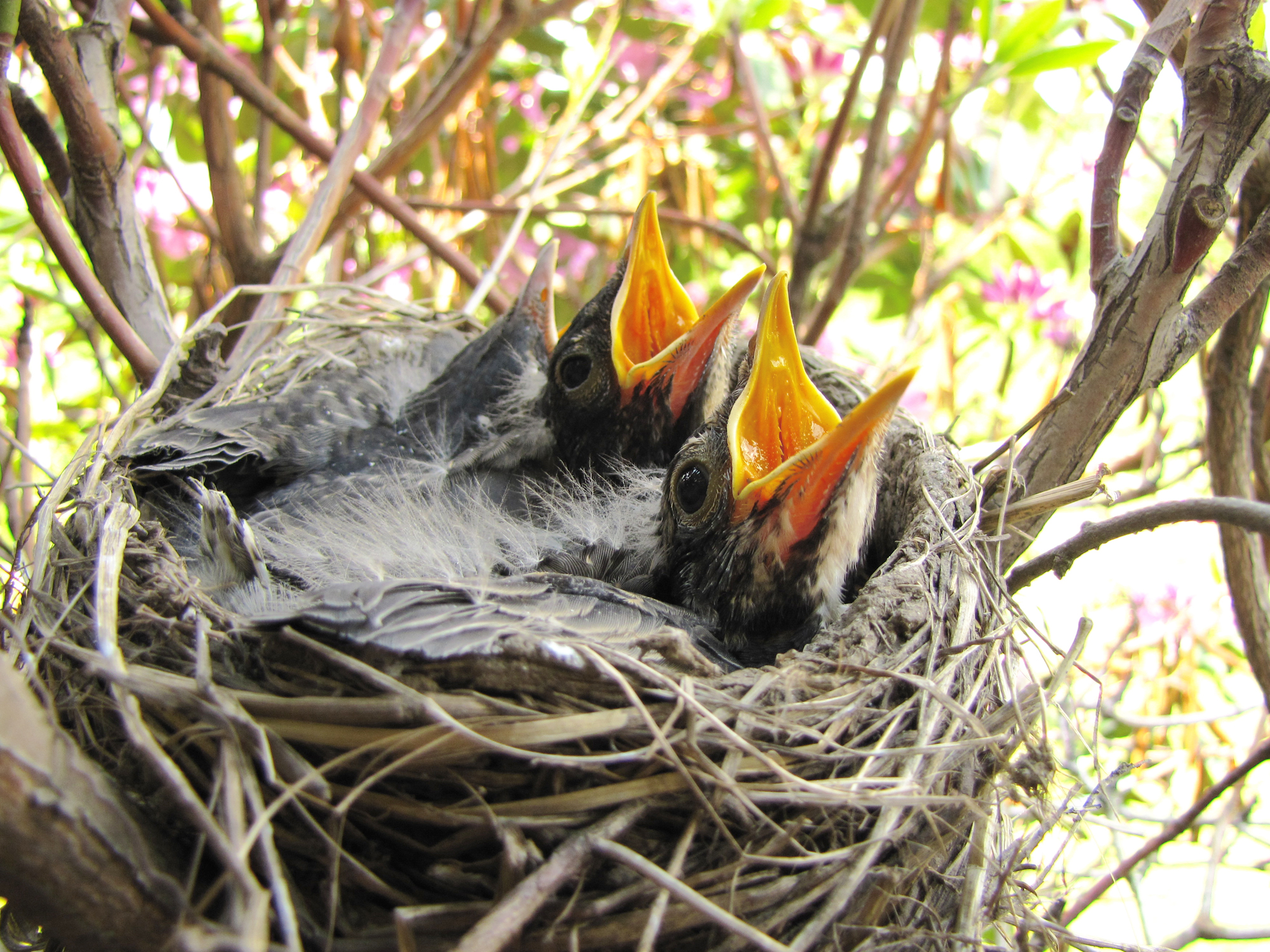Baby Robins Ready to Feed