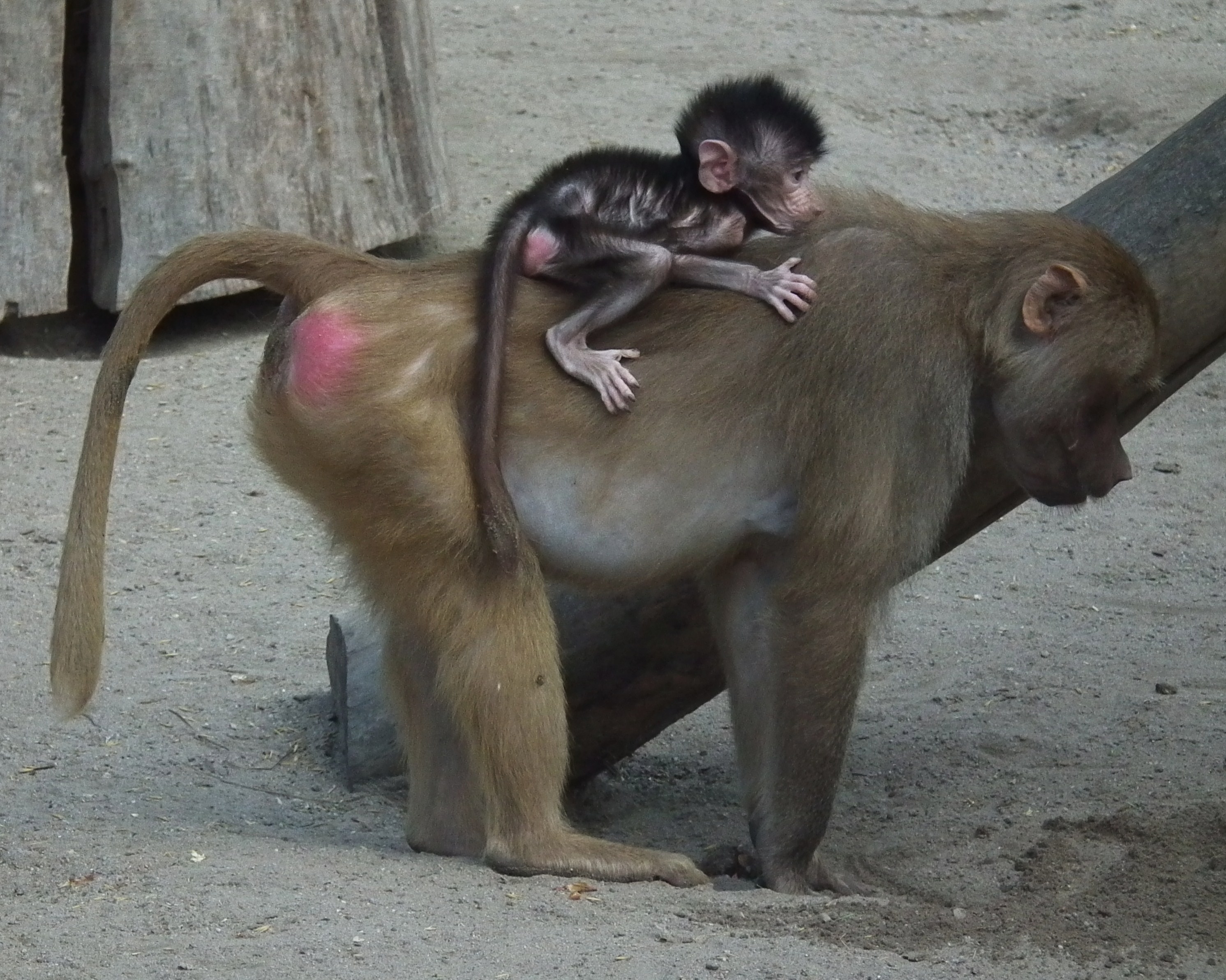 Babytransport bei Mantelpavianen Worms Tiergarten 2011