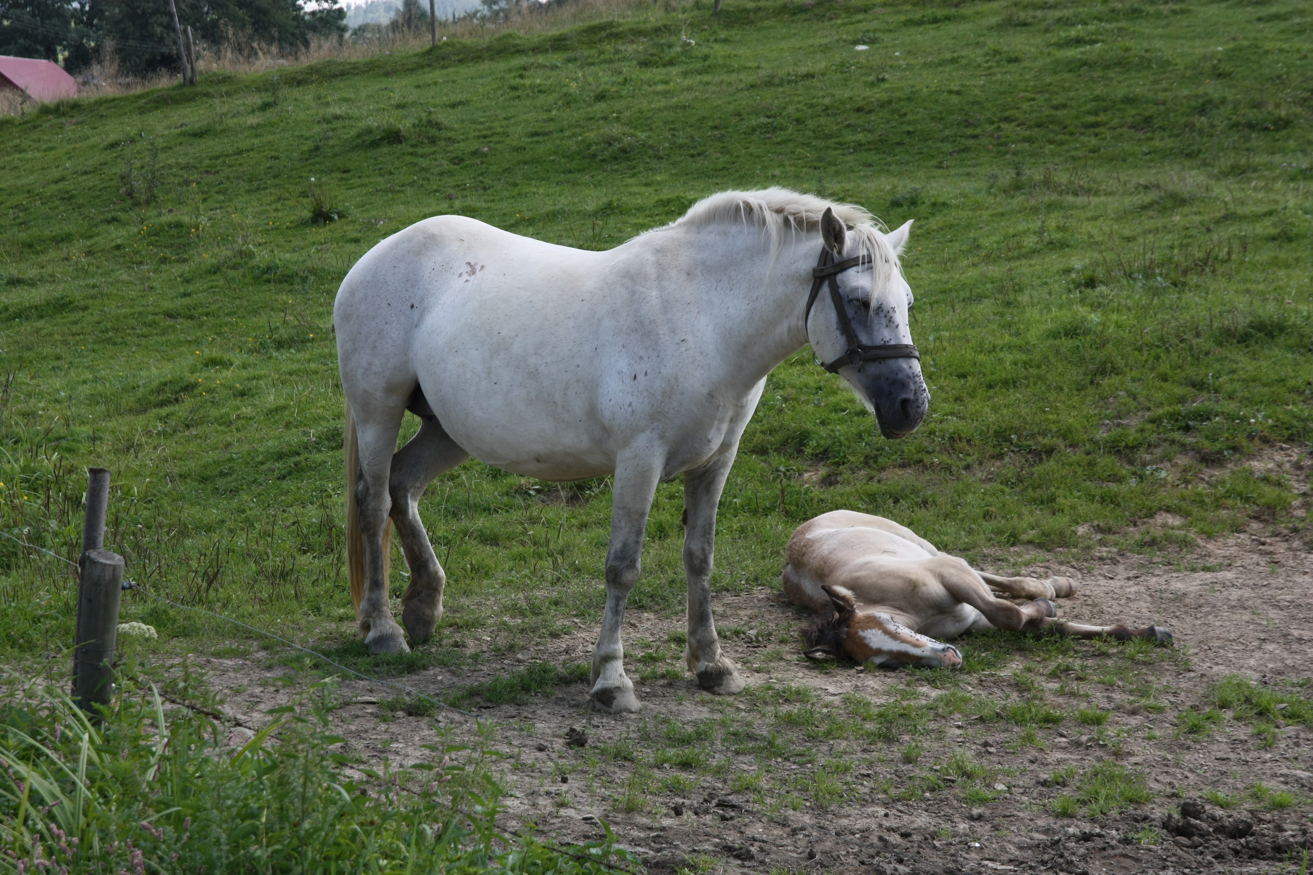 Bandrów Narodowy - Horses