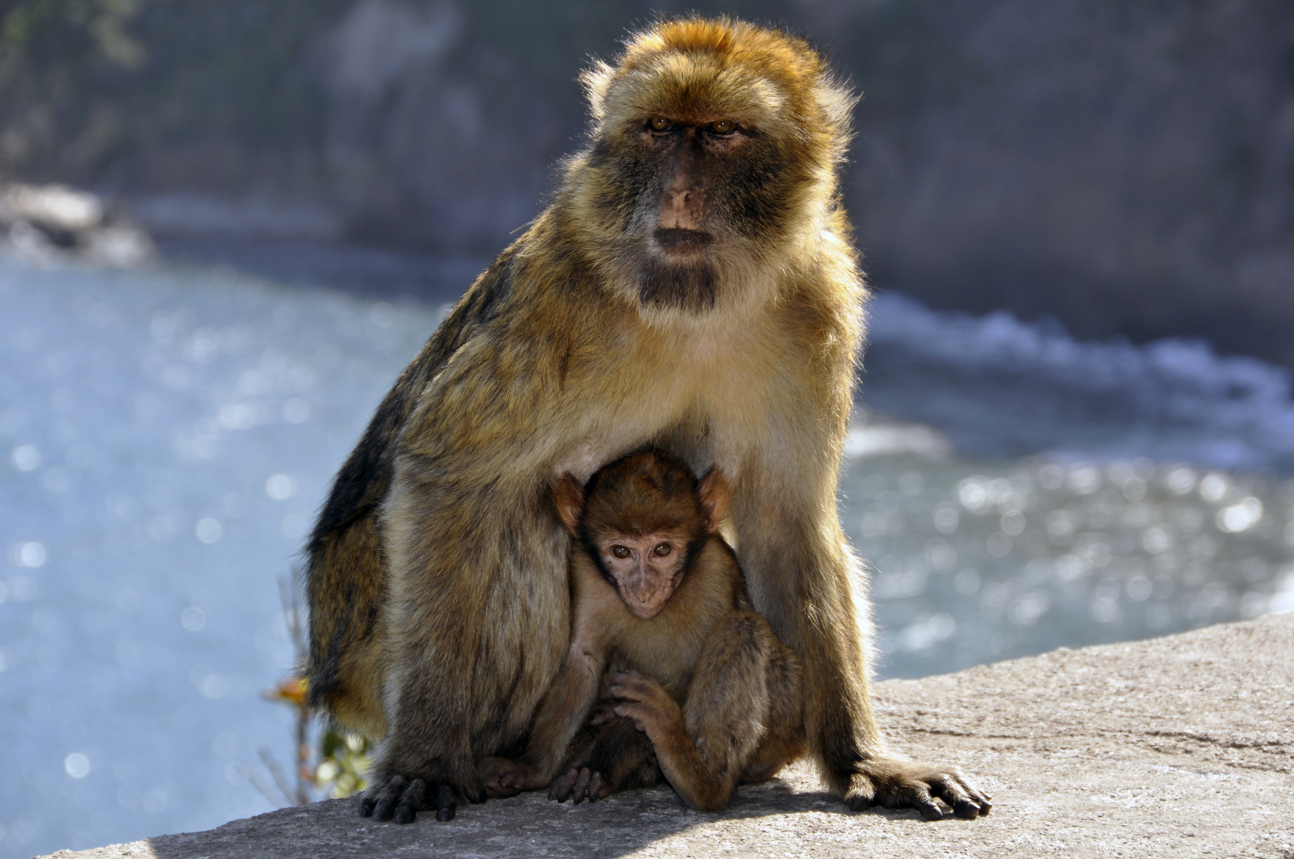 Barbary macaque in Cap Carbon (Gouraya National Park)