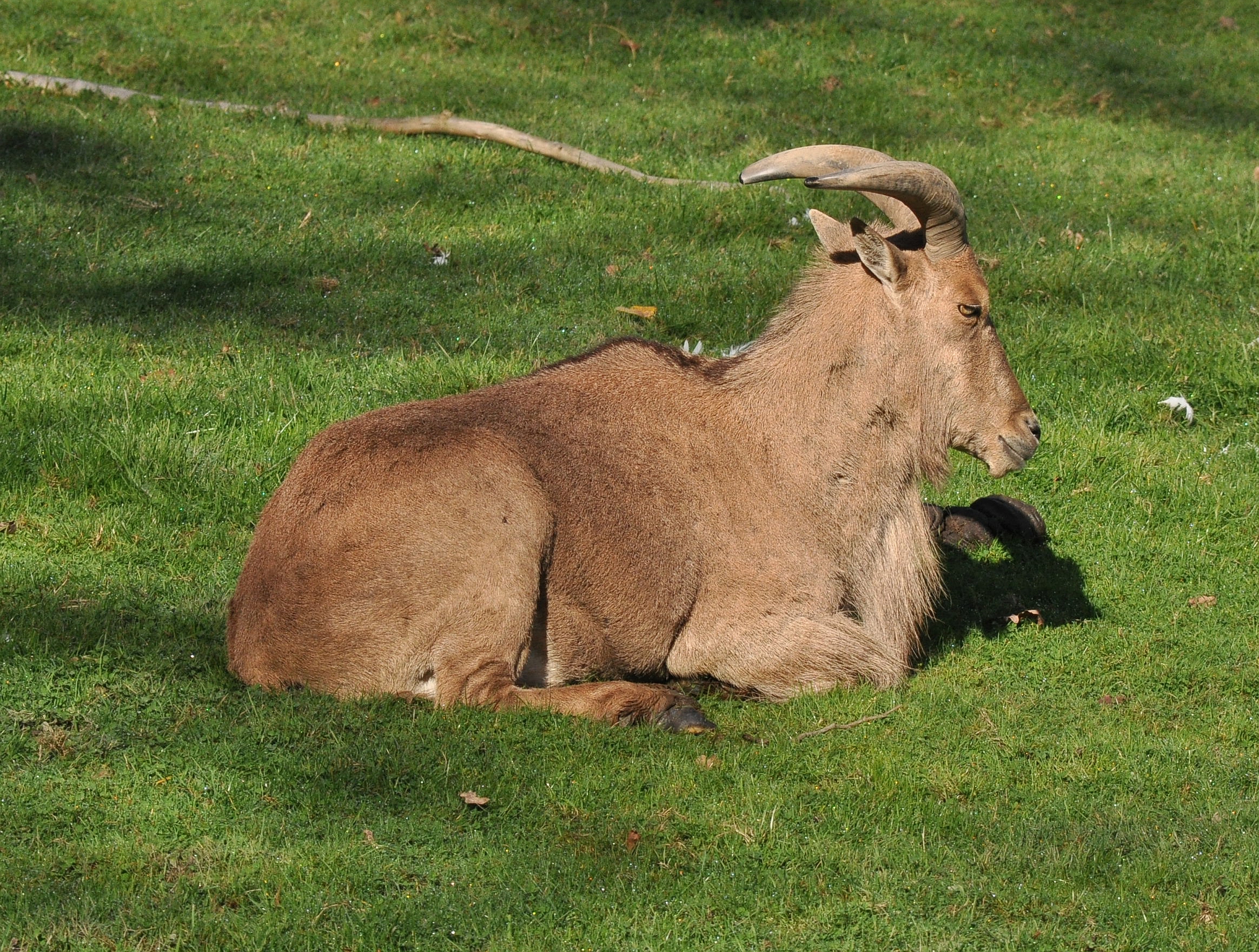 Barbary Sheep (Ammotragus lervia)