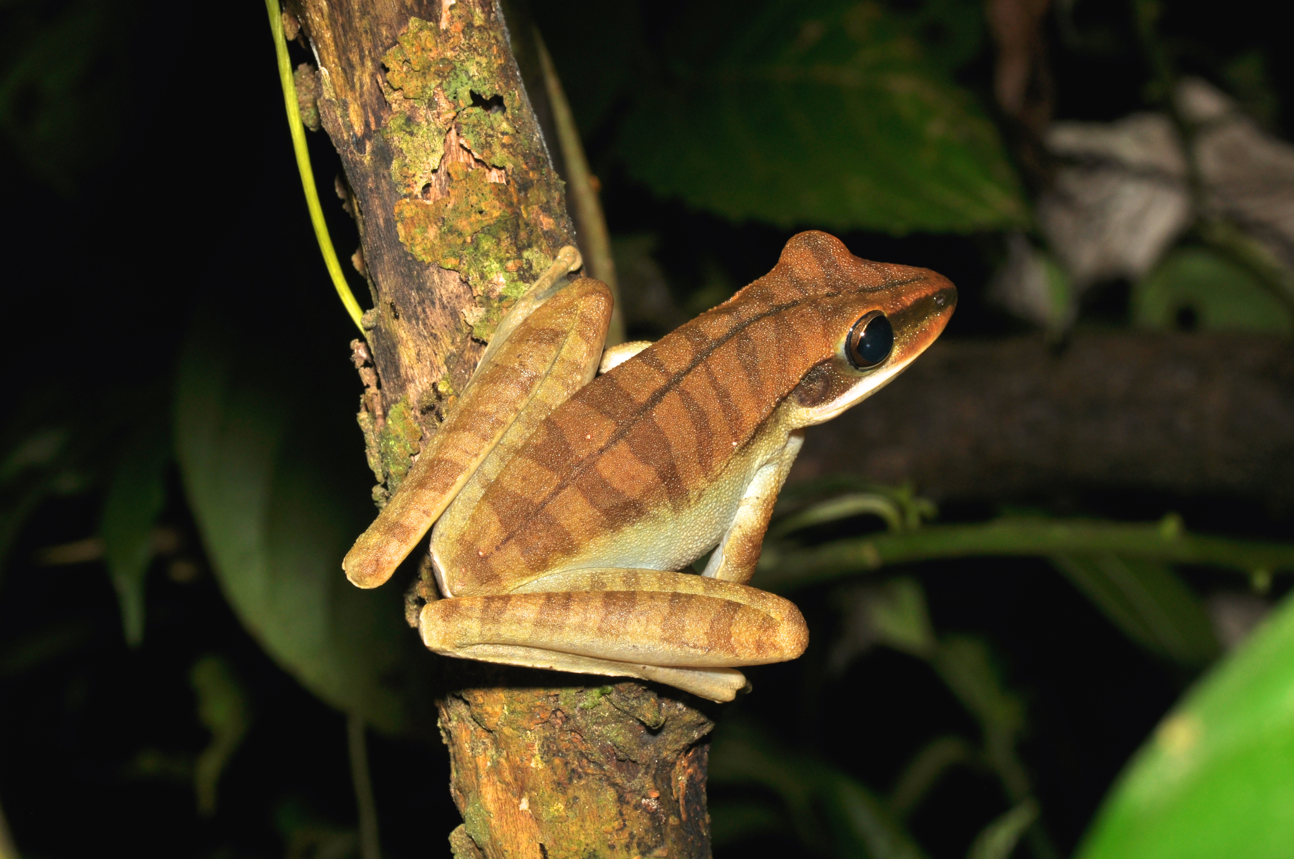 Basin tree frog, Hypsiboas lanciformis? (15543325255)