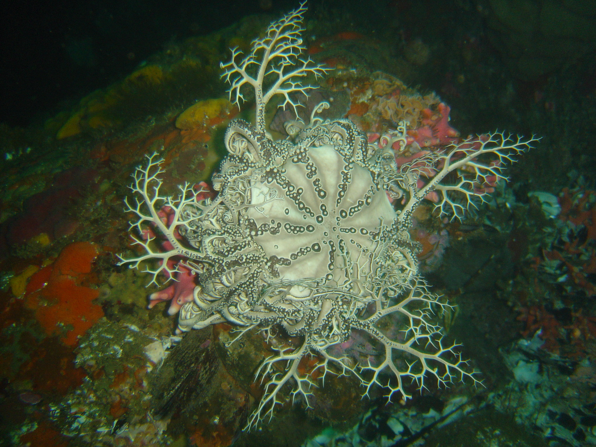 Basket star ar Star Wall DSC00638