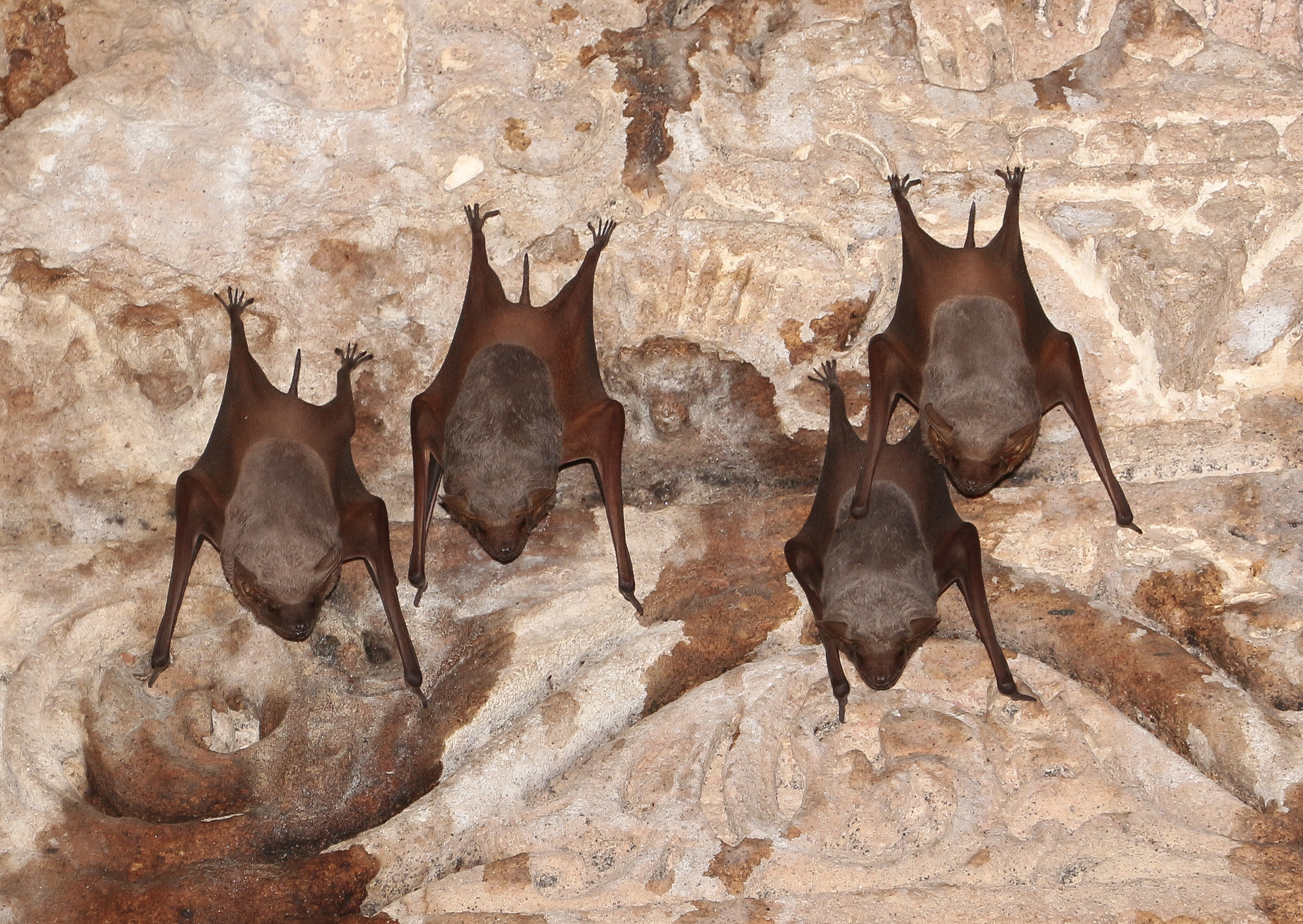 Bats at the Sun Temple, Modhera