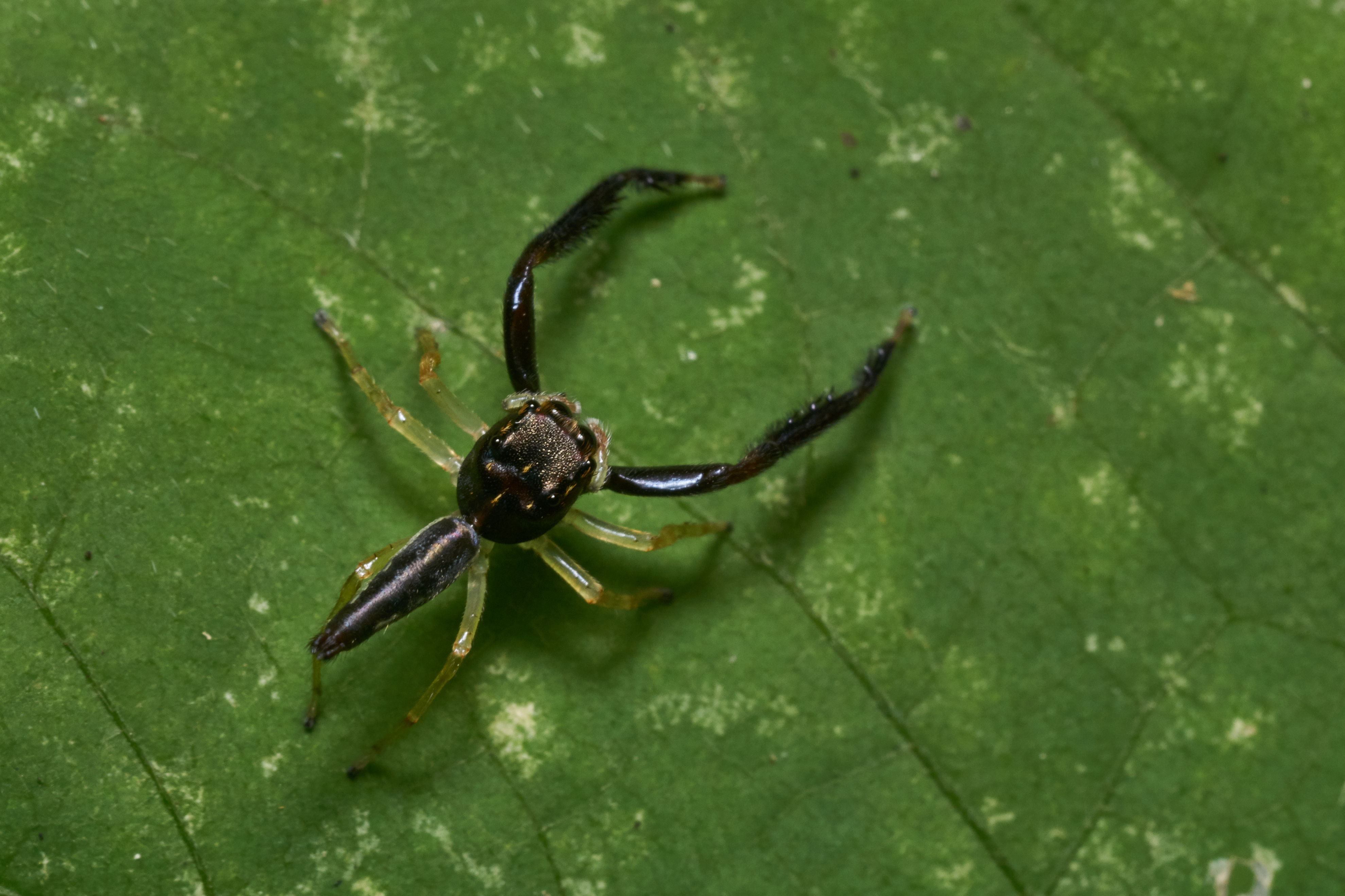 Bavia-Kadavoor-2017-04-28-001