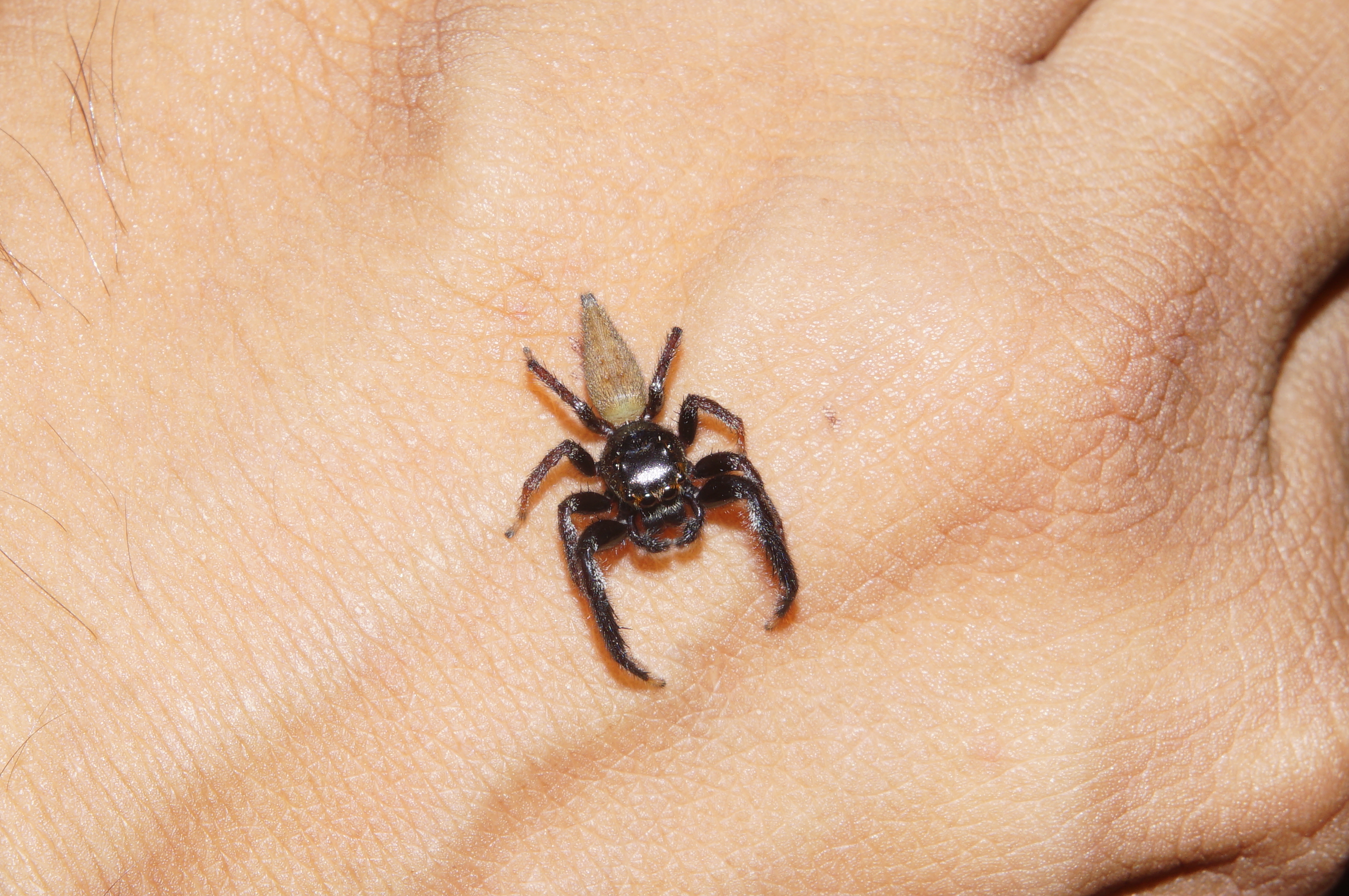 Bavia aericeps 8361