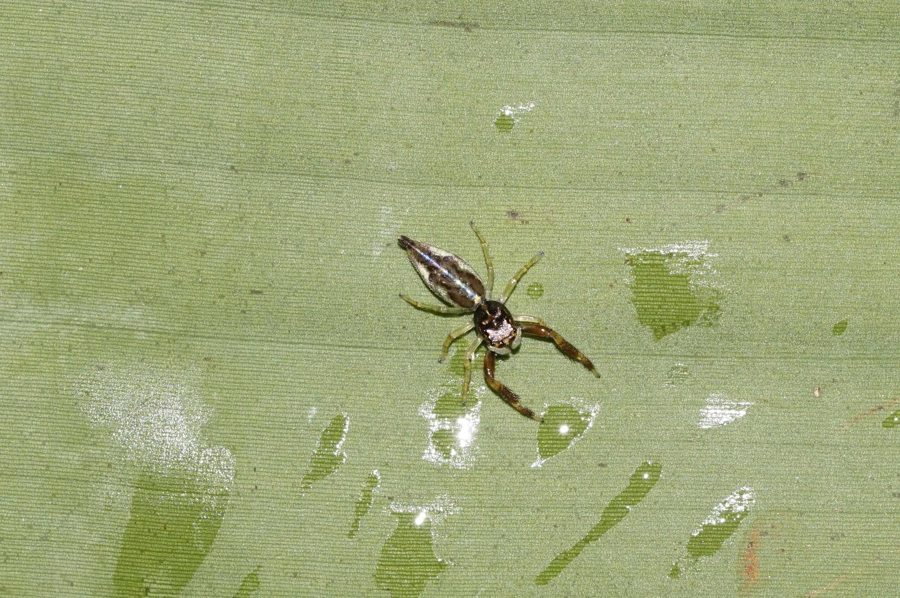 Bavia kairali 7650