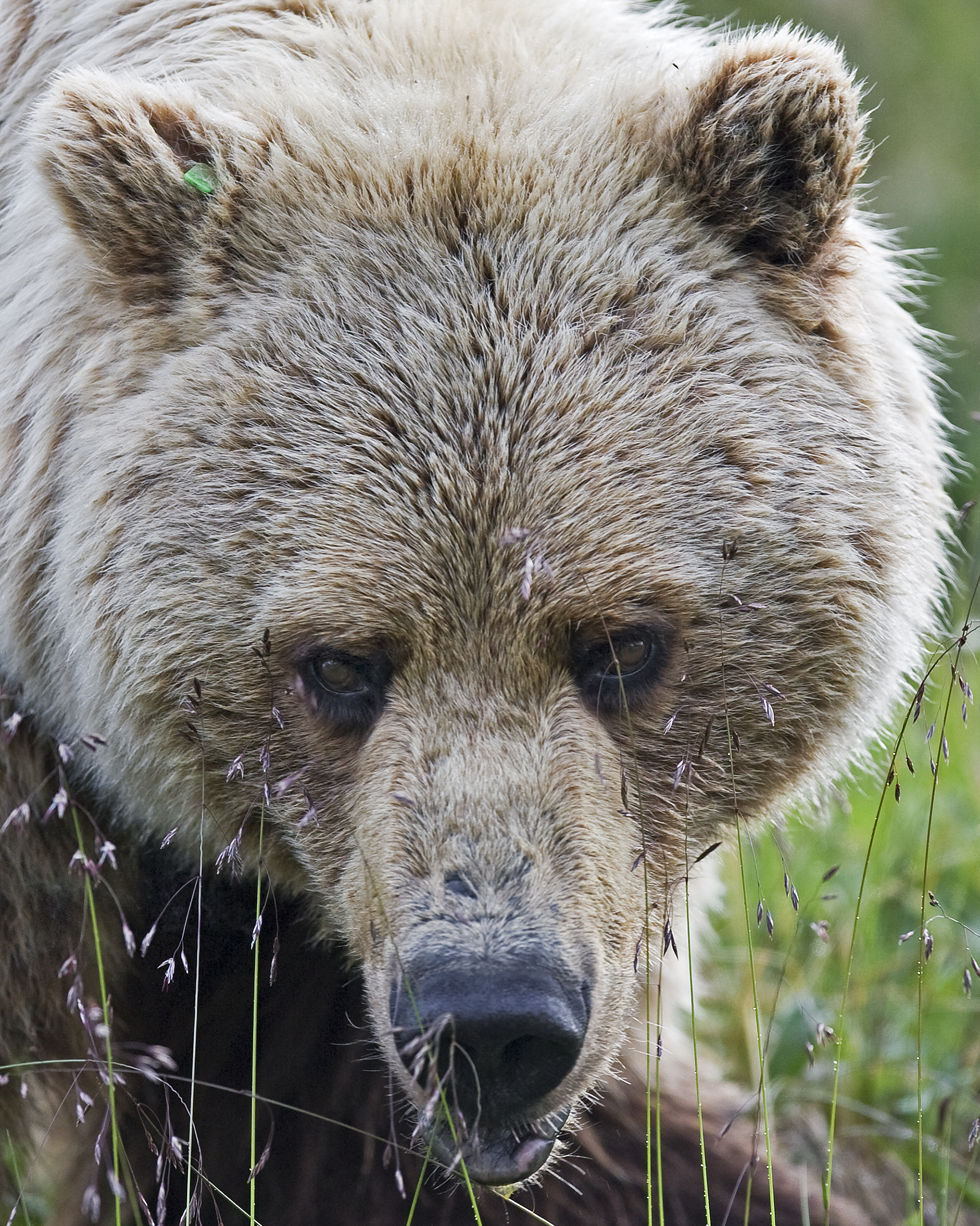 Bear Head (5300811225)