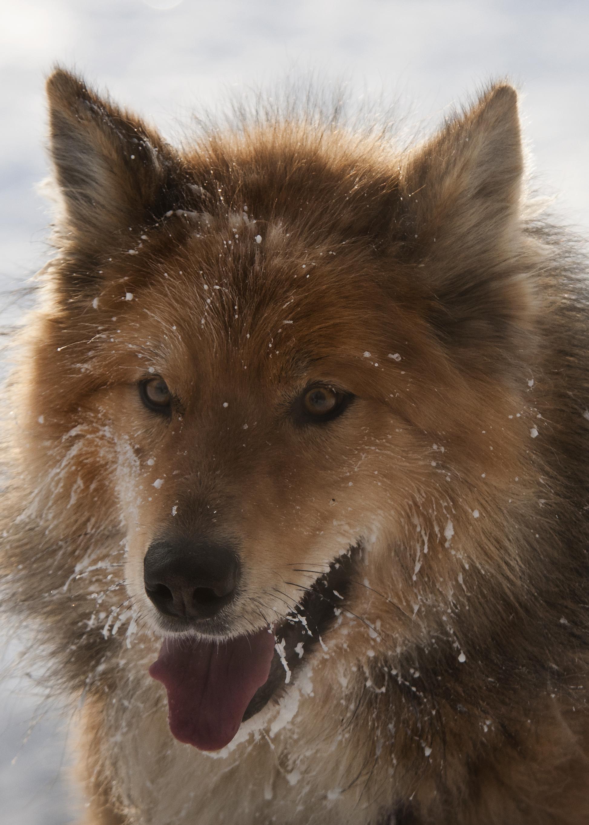 Beautiful dog (6982750455)