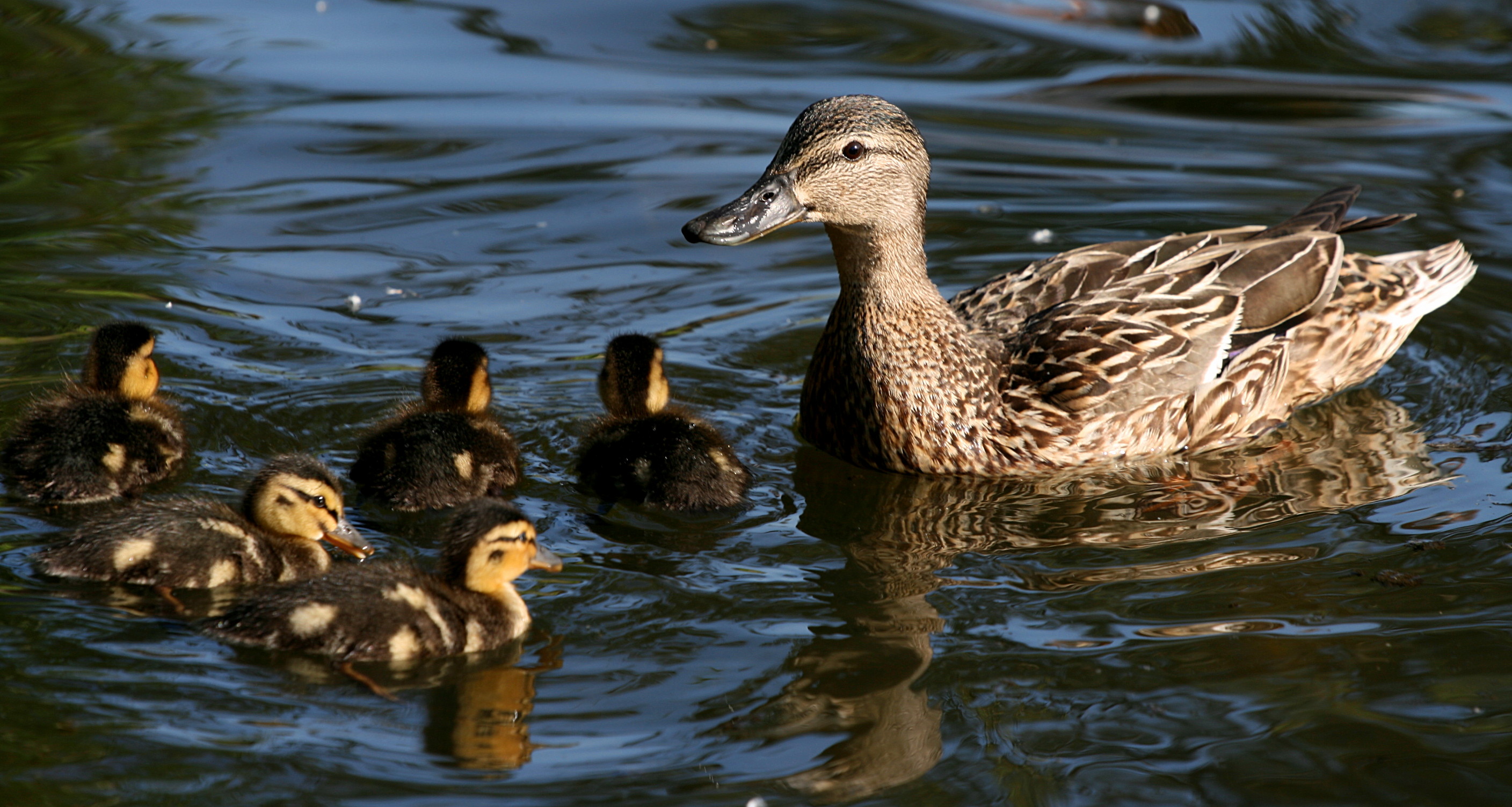 Beautiful family- Mallard female with her ducklings (3710475840)
