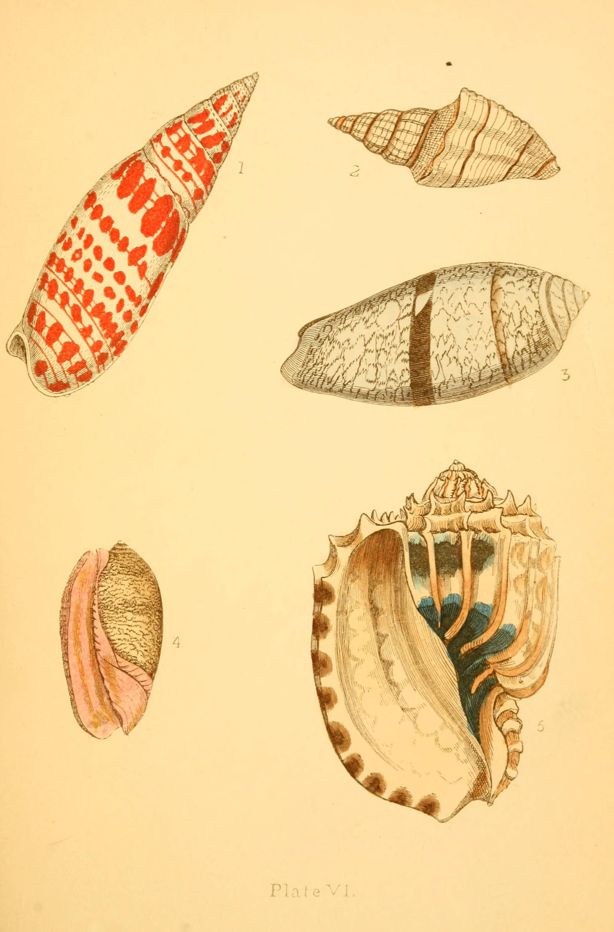 Beautiful shells (Plate VI) (6461050563)