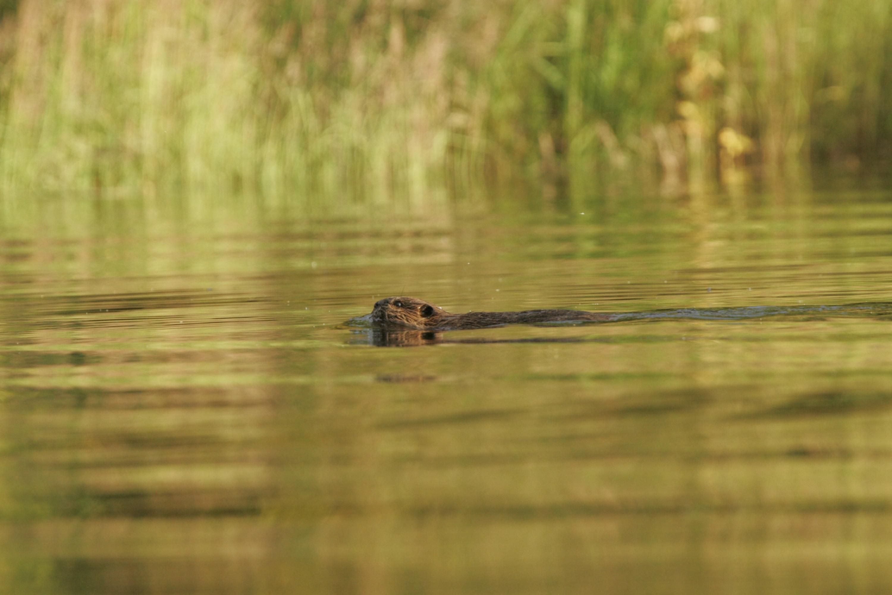 Beaver on kanuti lake