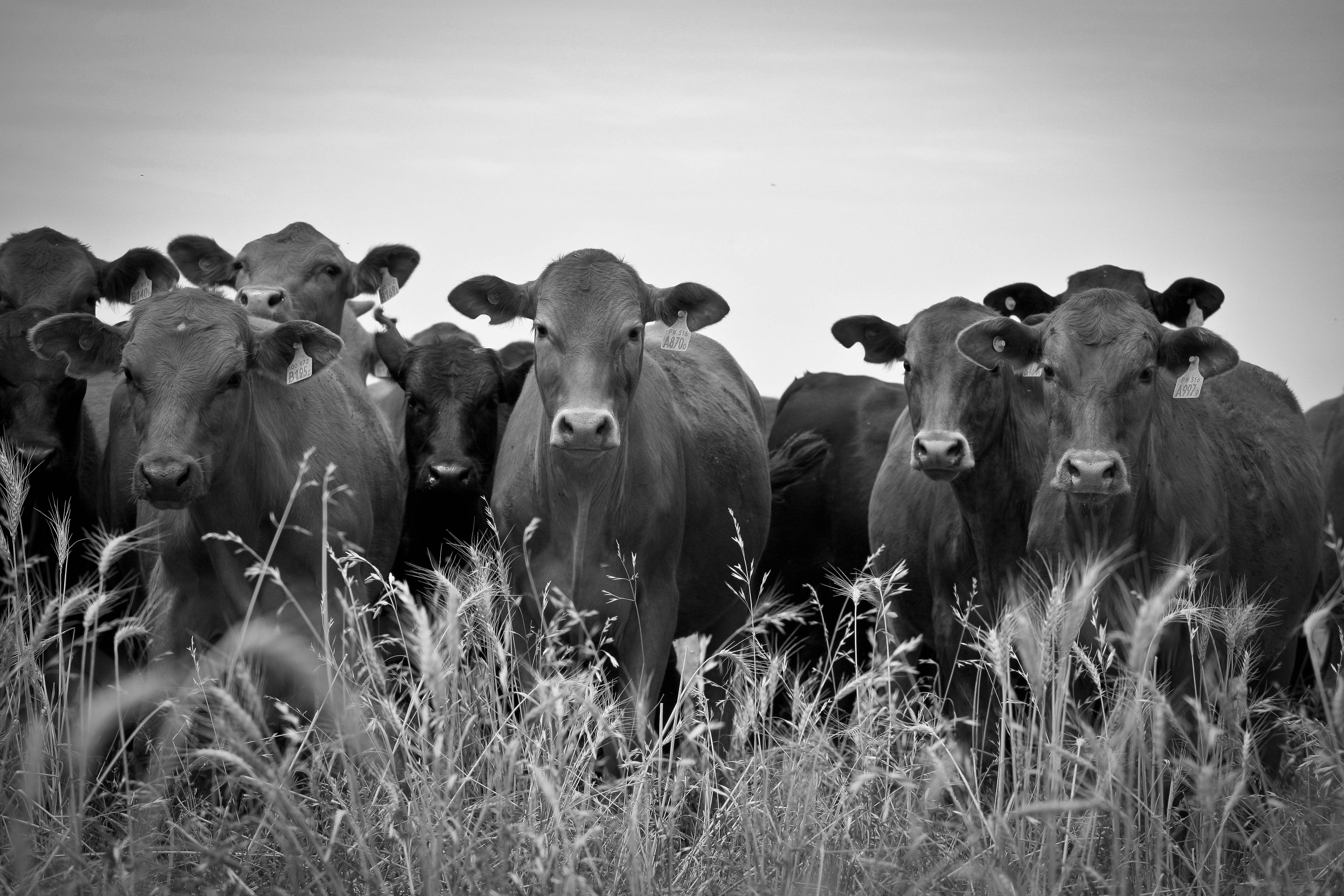 Beef Portrait (5210343960)