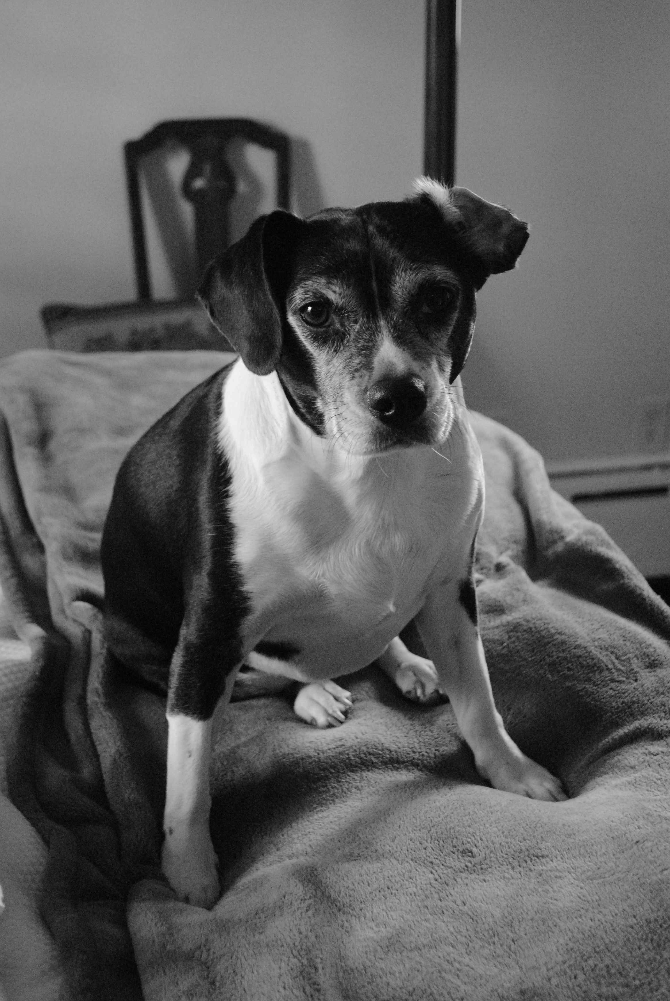 Bella dog