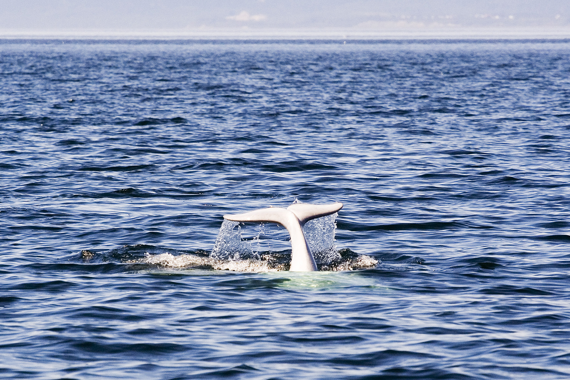 Beluga Whale Tadoussac Quebec Canada Luca Galuzzi 2005