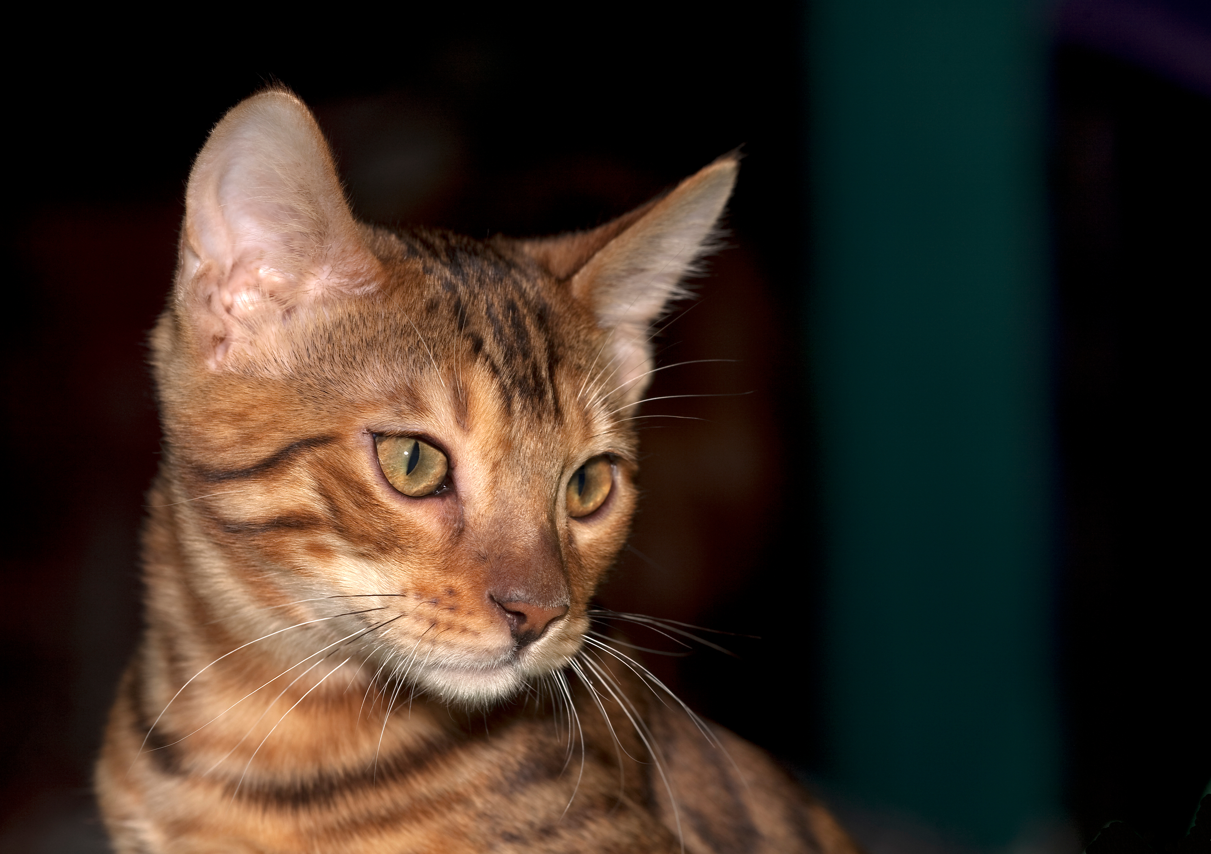 BEN Bengalian kitten (4492540155)