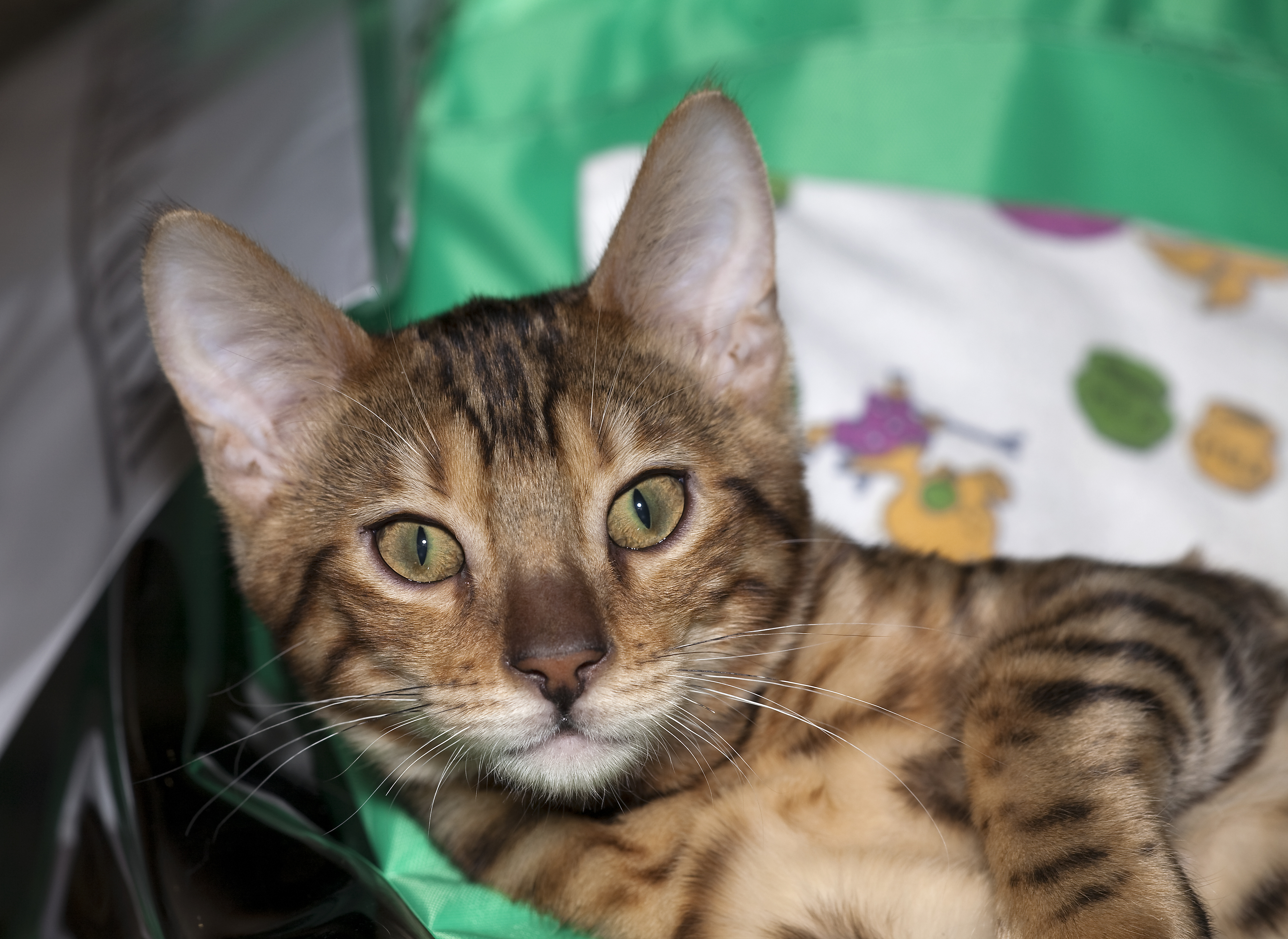 BEN Bengalian kitten (4493055358)