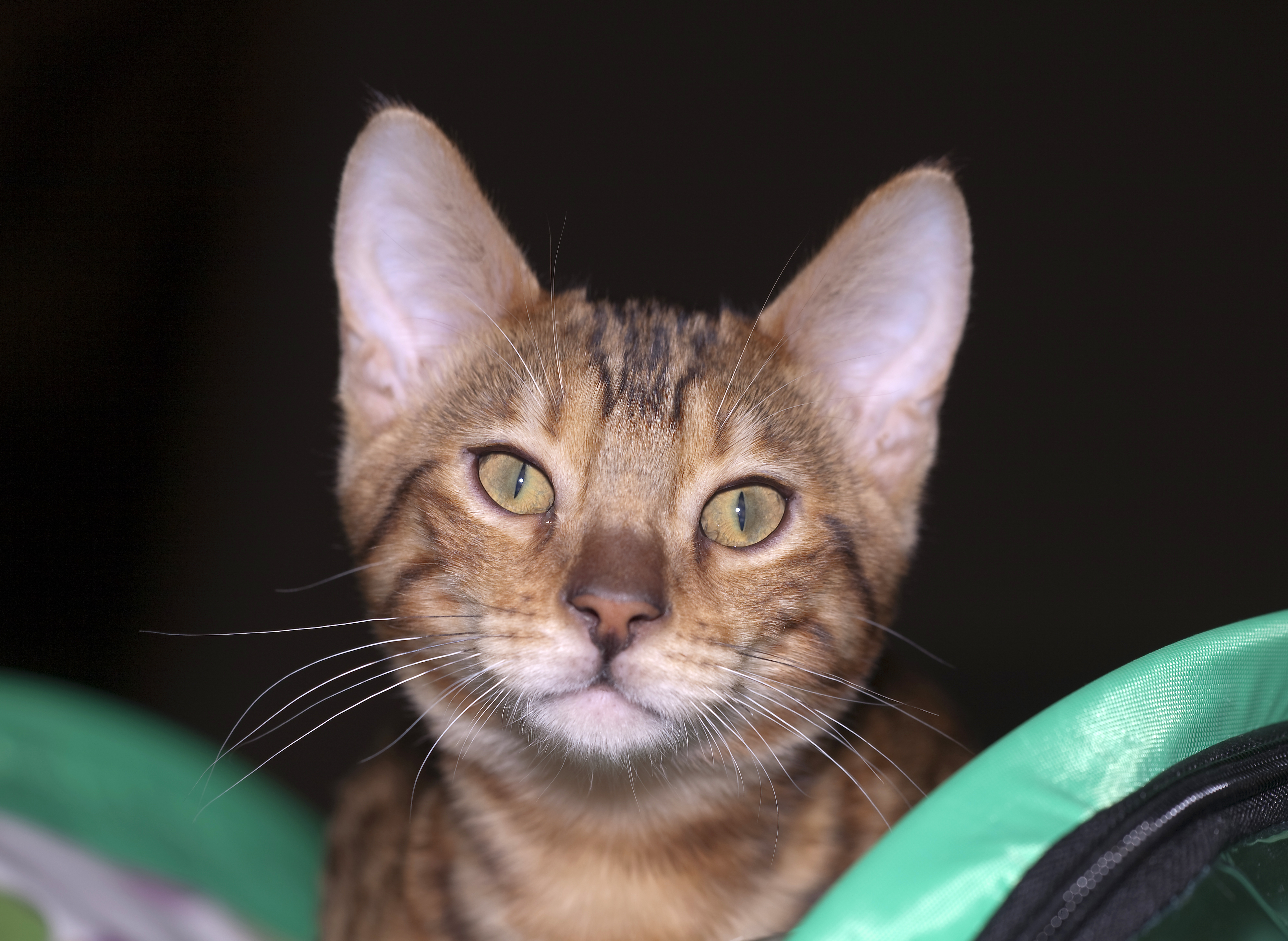 BEN Bengalian kitten (4493171340)