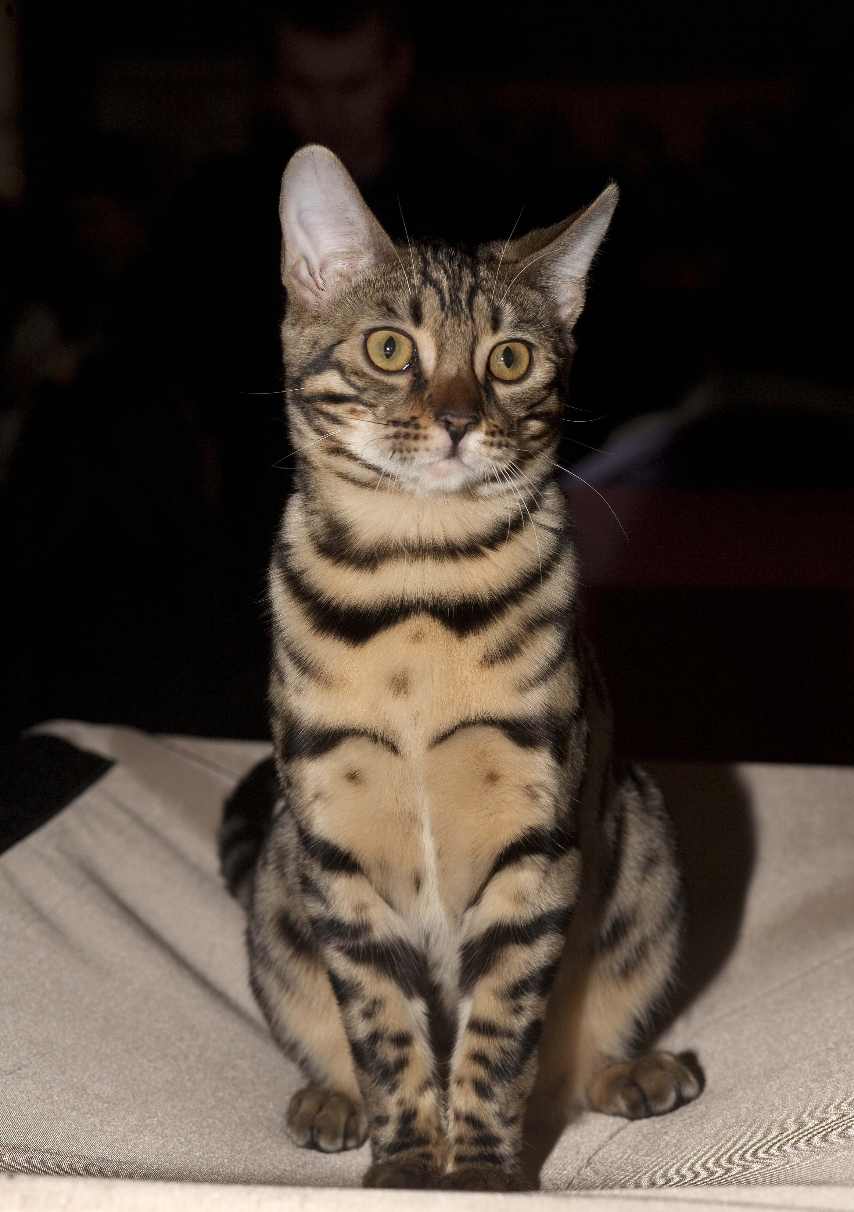 BEN Russicats Lodestar Cameron Diaz (5627652715)