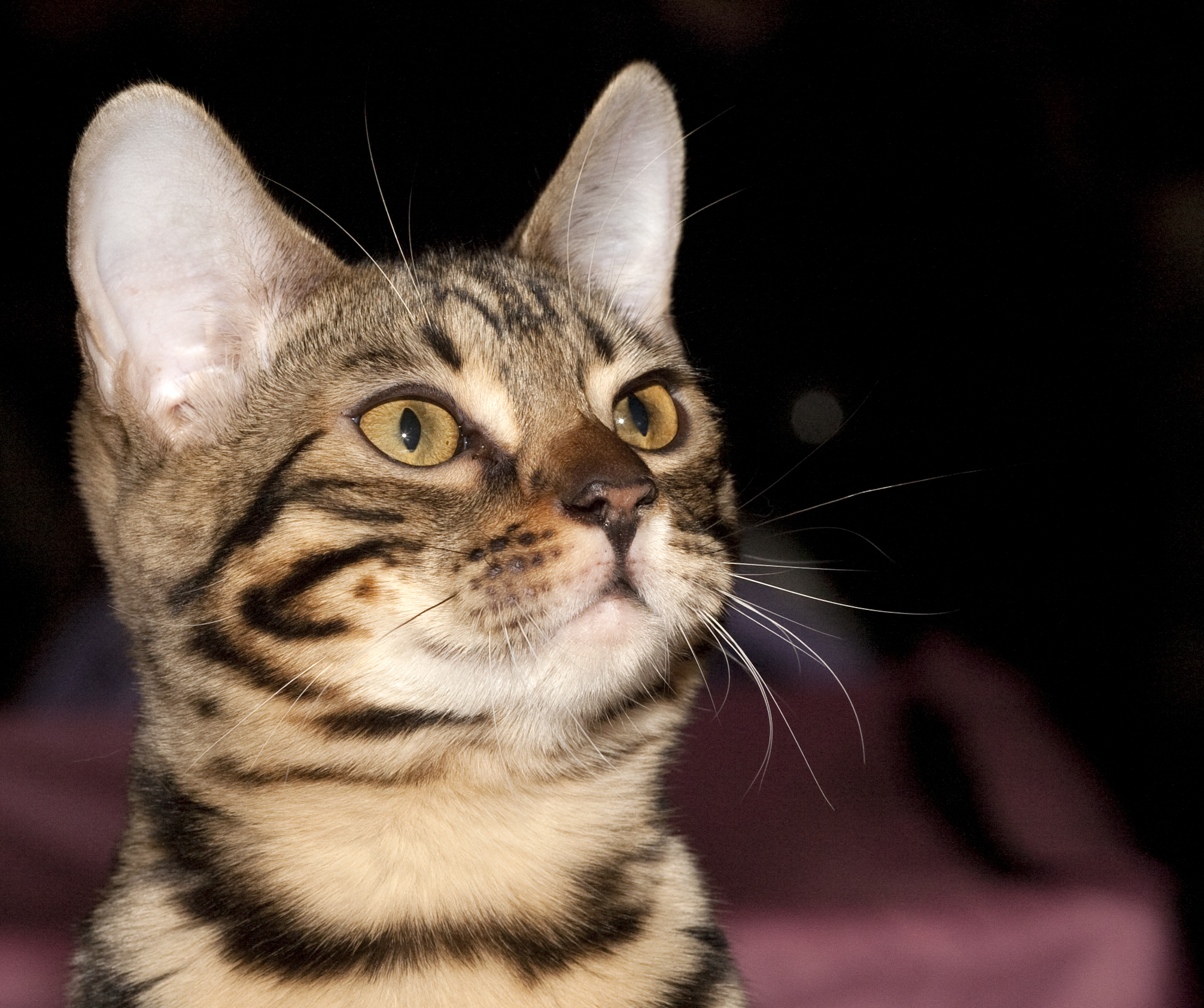 BEN Russicats Lodestar Cameron Diaz (5628230682)