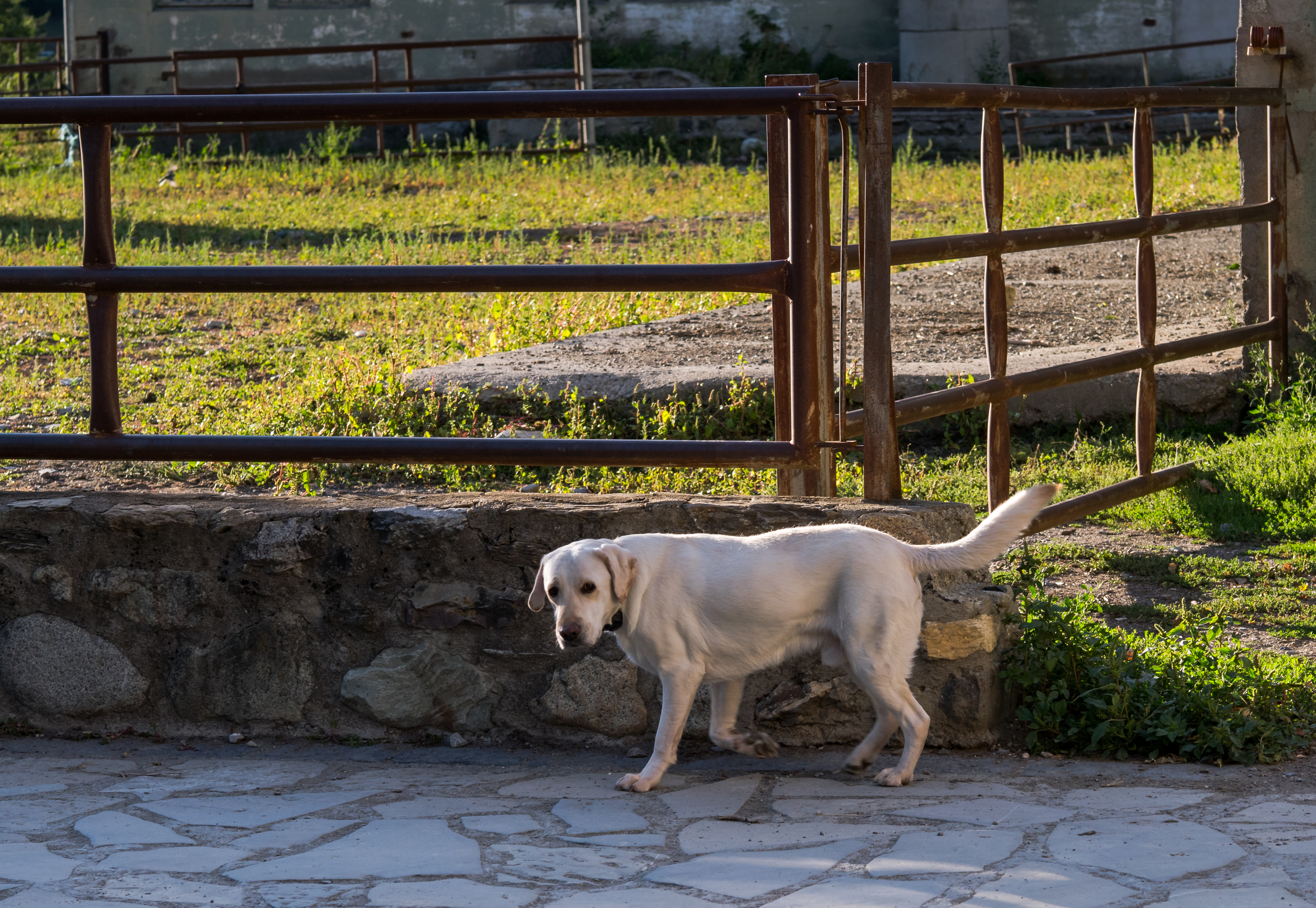 Benasque - Anciles - Labrador Retriever