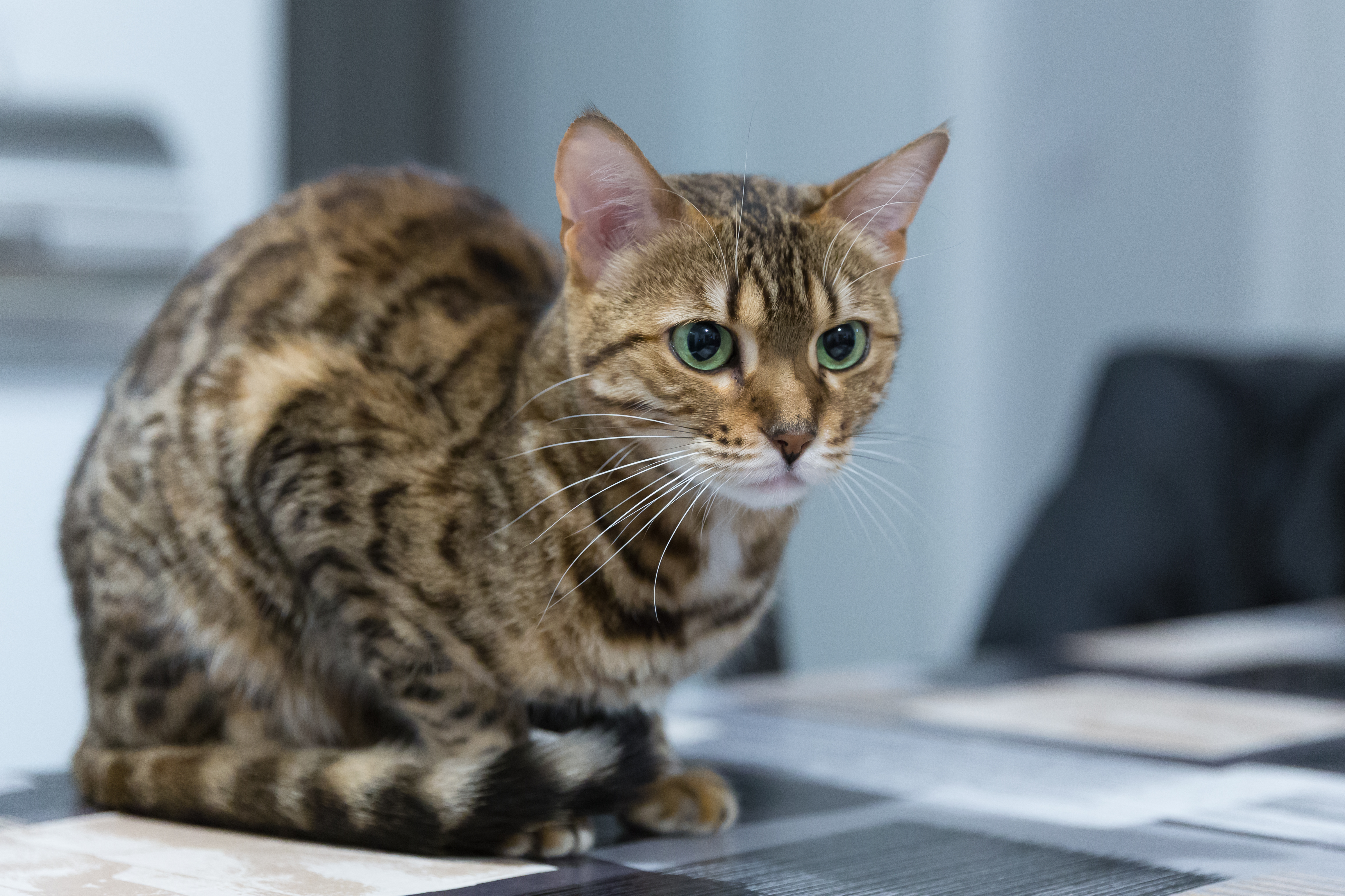 Bengal - 20150402 22h18 (10049)