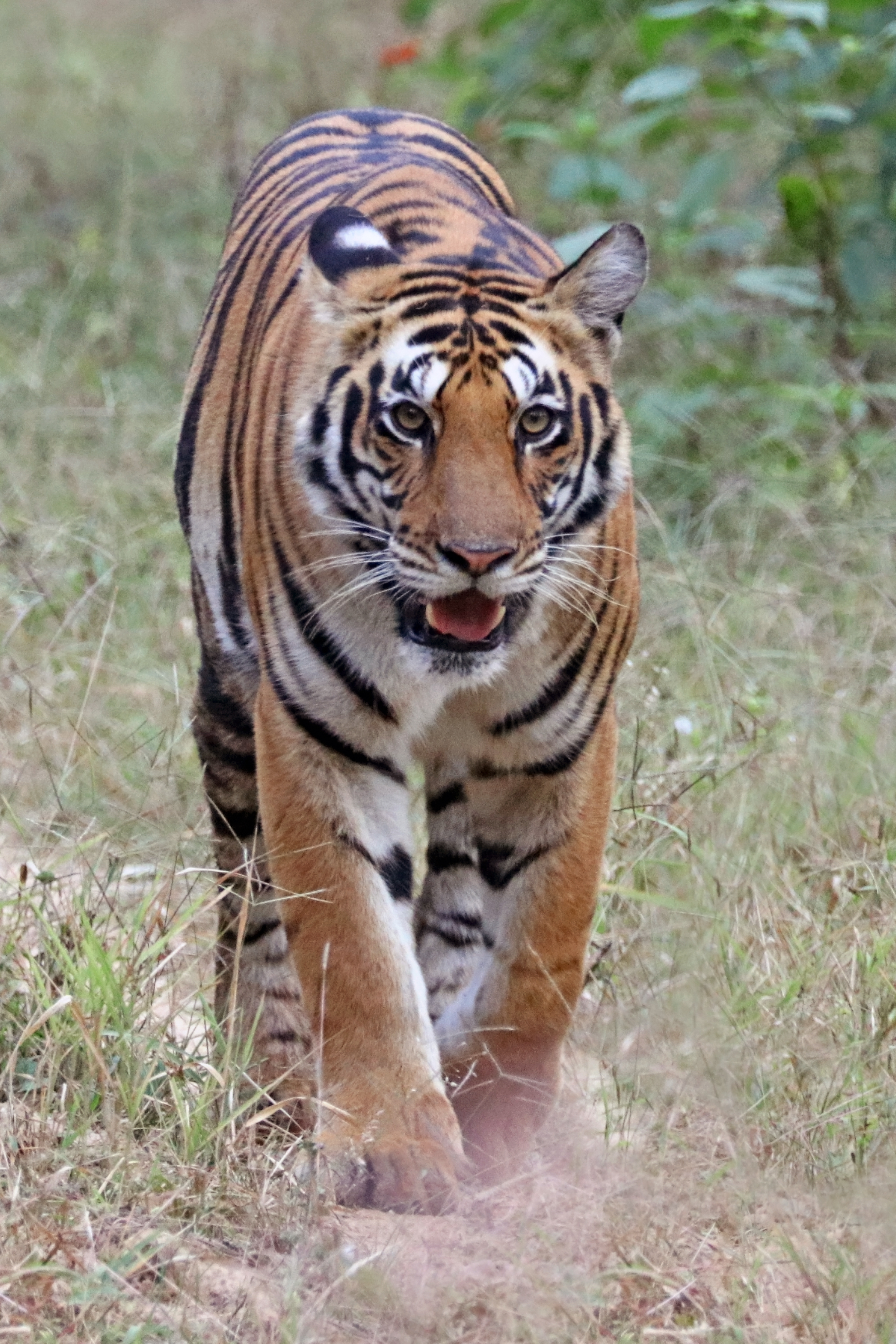 Bengal tiger (Panthera tigris tigris) female 2