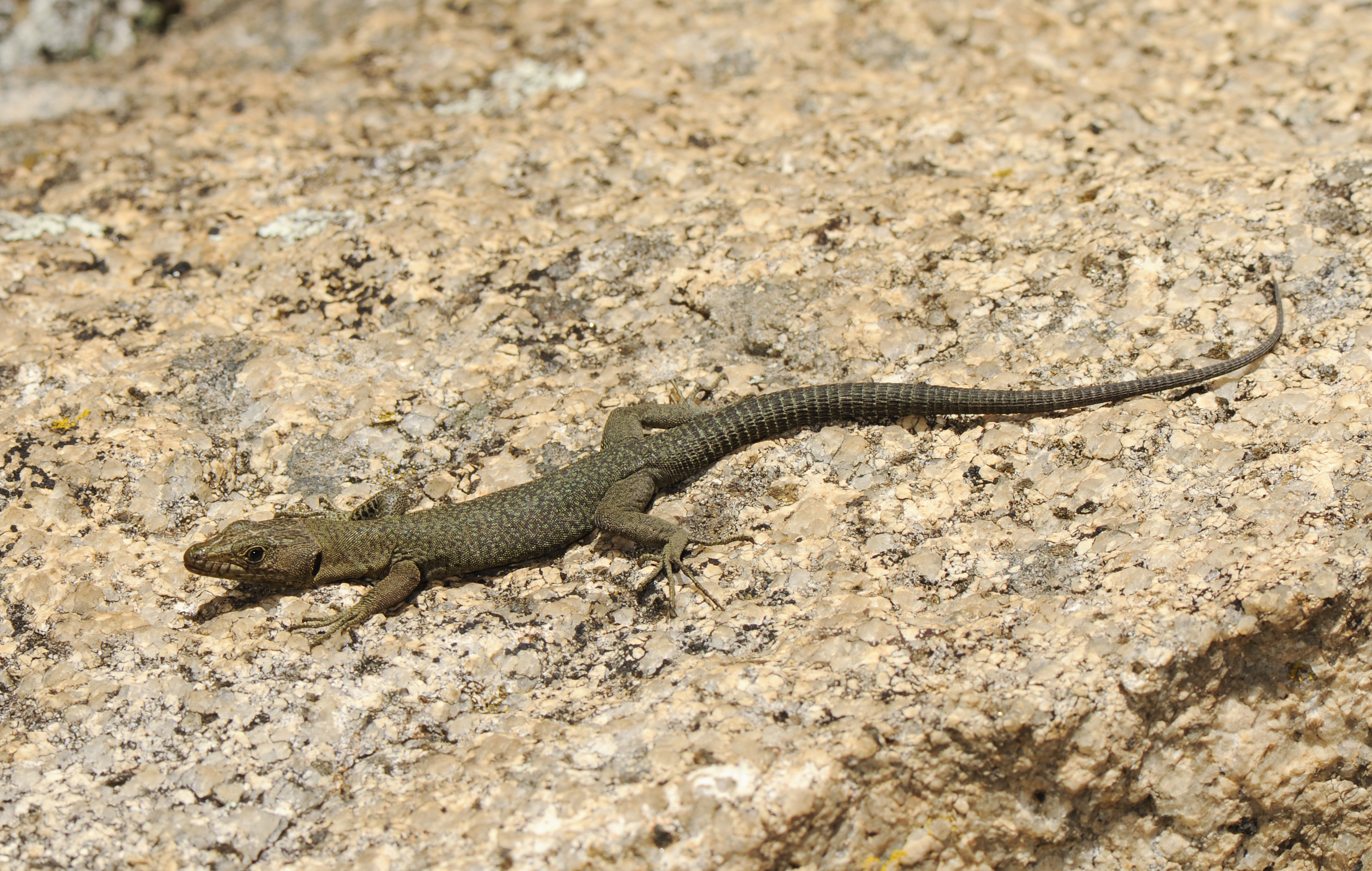 Benny Trapp Archeolacerta bedriagae Sardinien