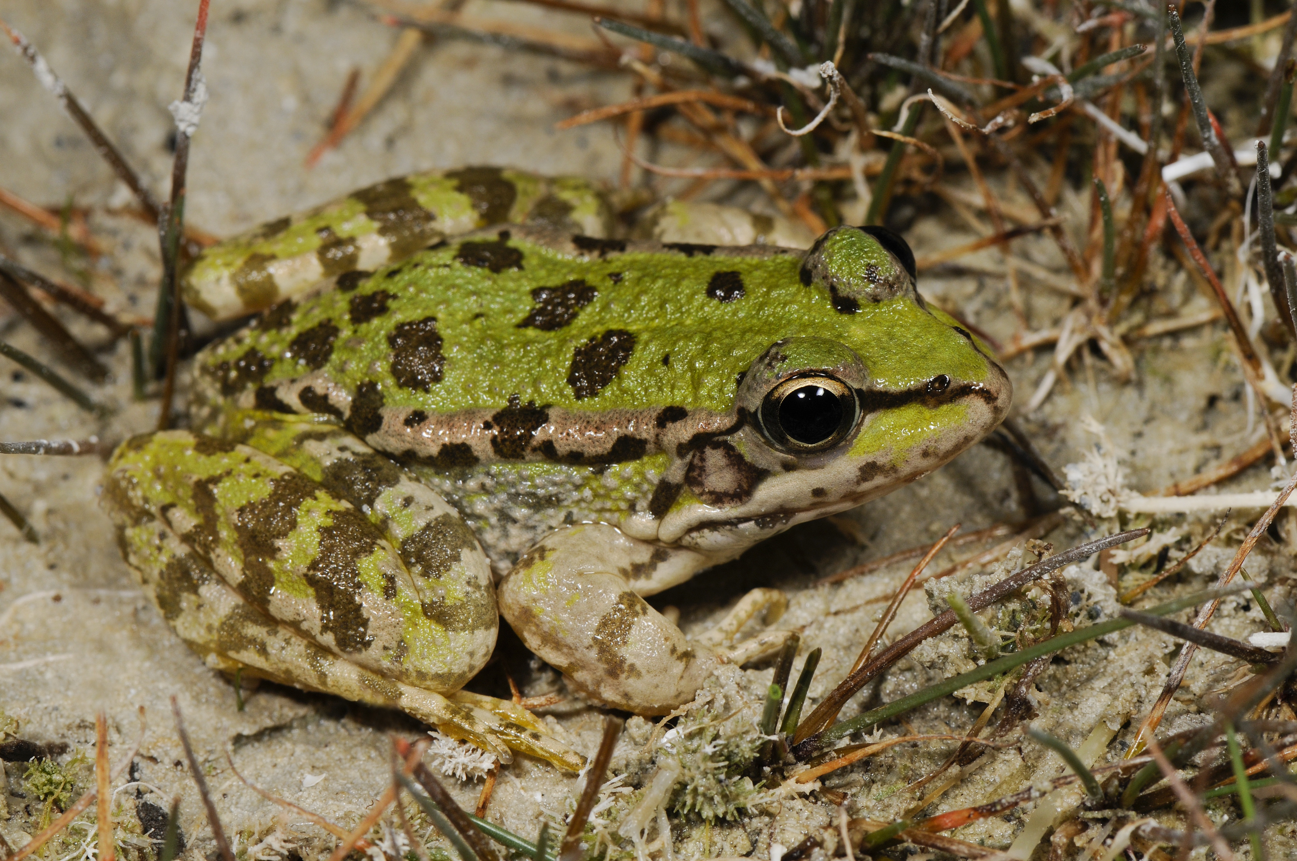 Benny Trapp Pelophylax cretensis