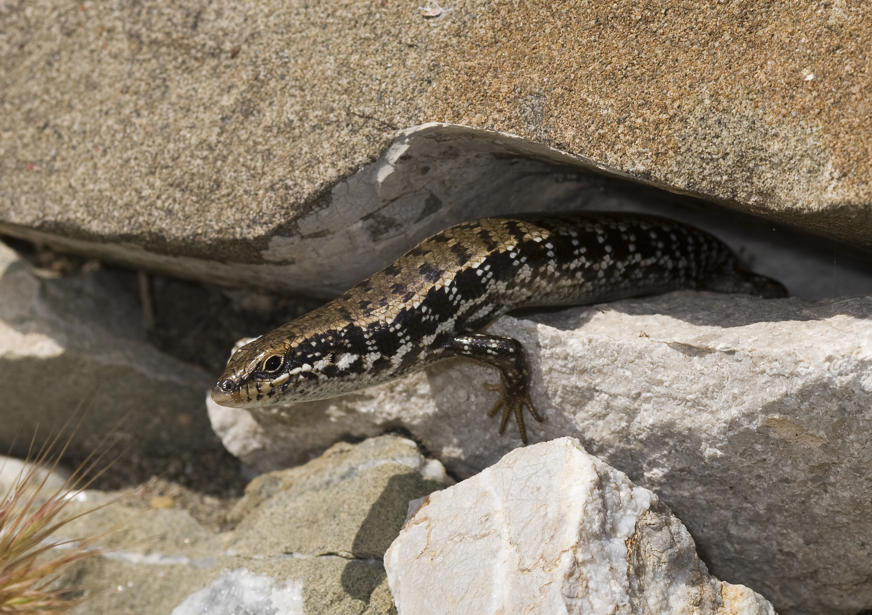 Benny Trapp Trachylepis auratus