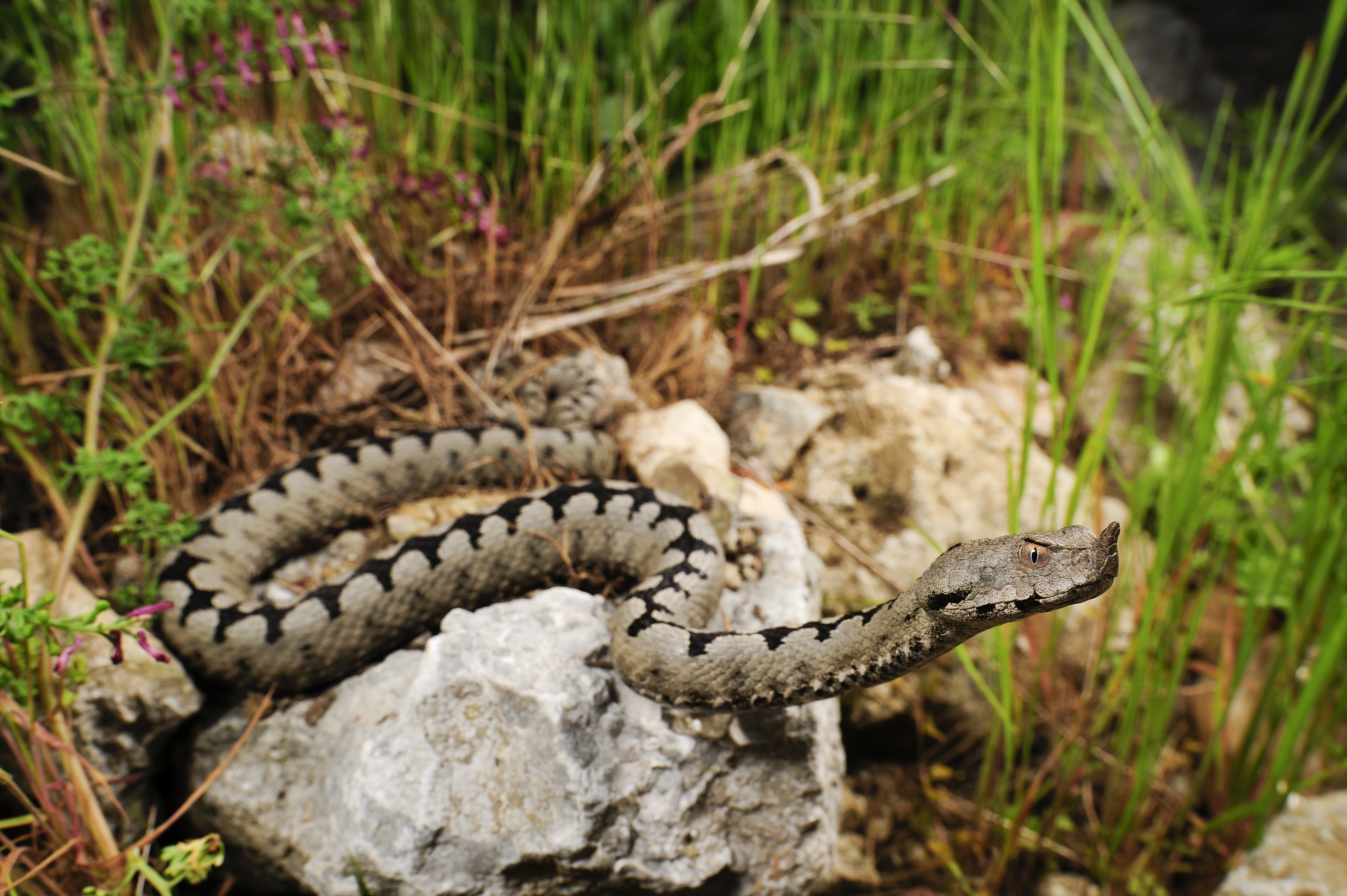 Benny Trapp Vipera ammodytes