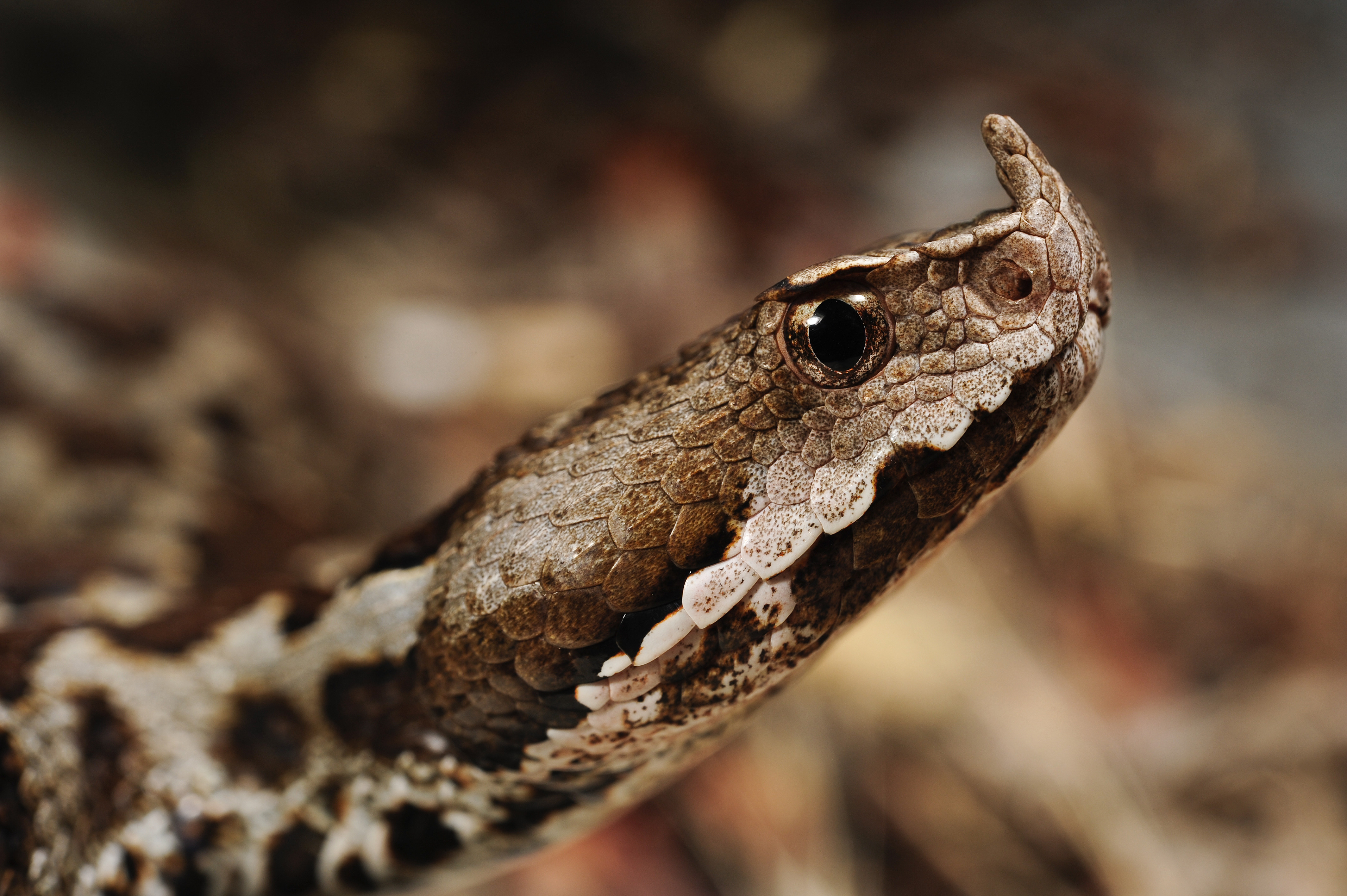 Benny Trapp Vipera ammodytes1