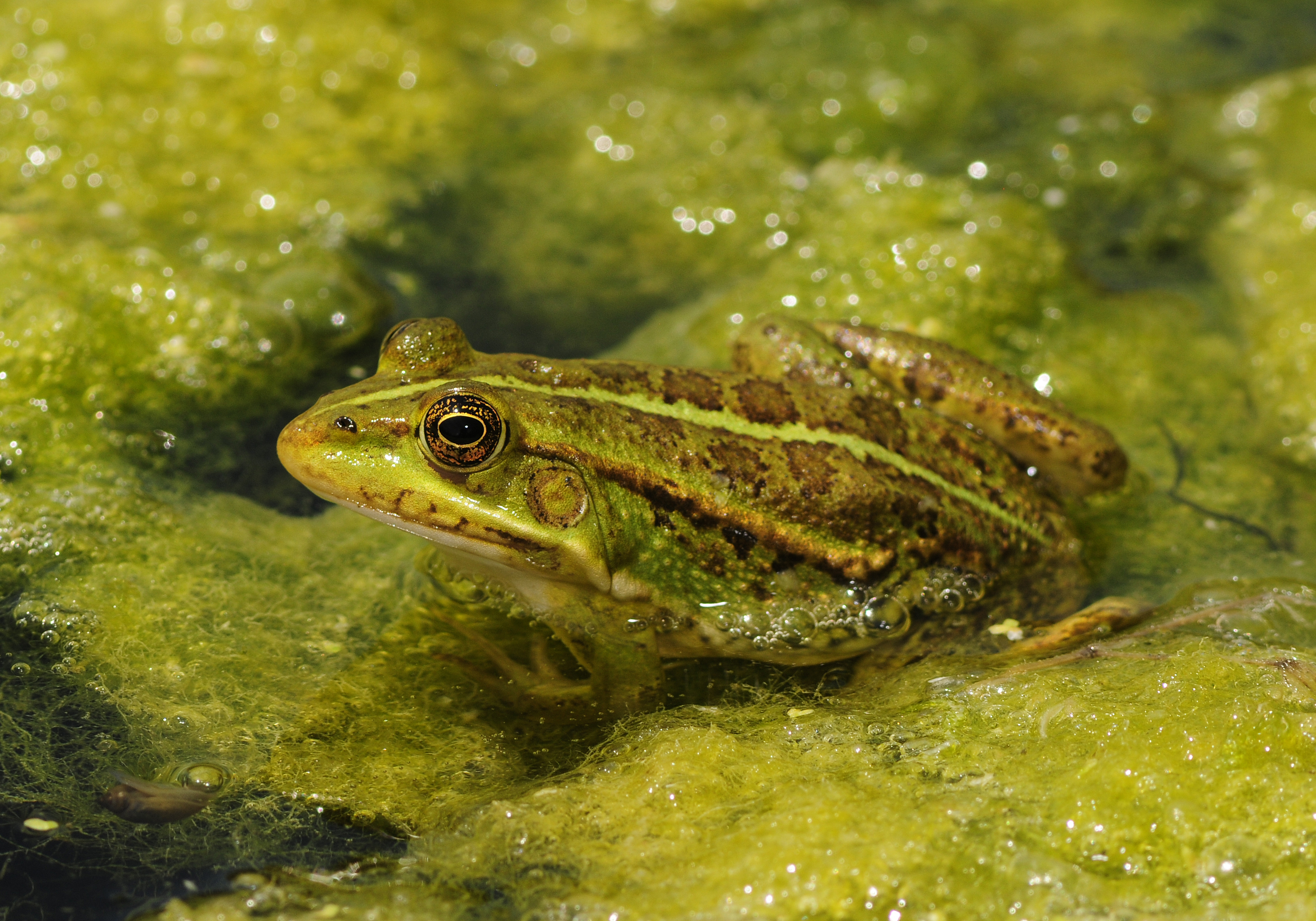 BennyTrapp Balkan-Wasserfrosch Pelophylax kurtmuelleri Peloponnes Griechenland
