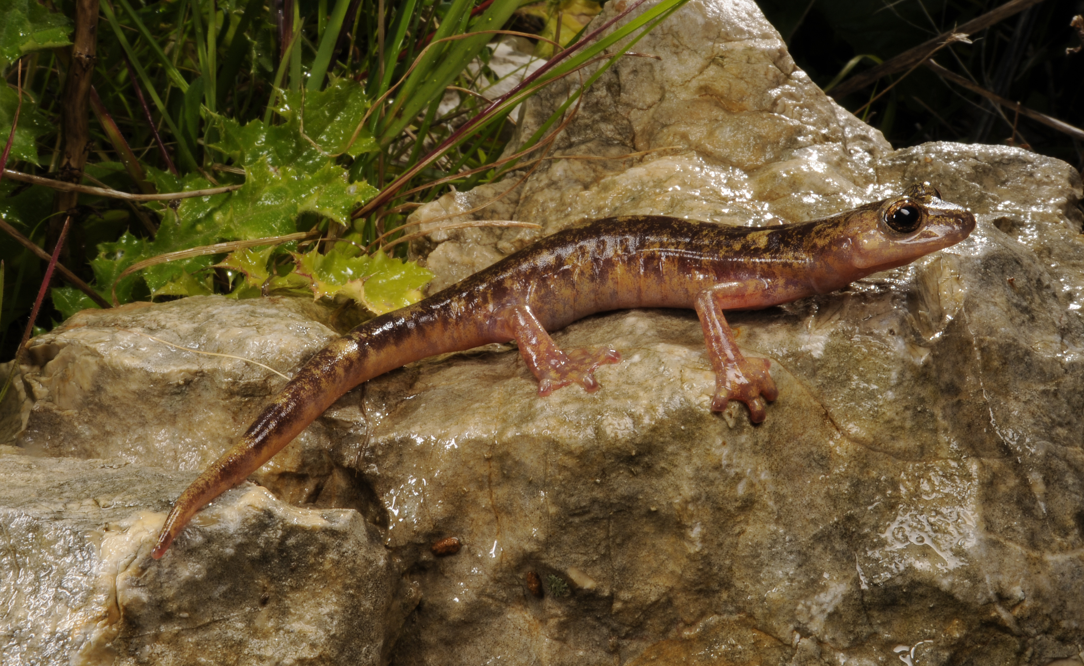 BennyTrapp Monte-Albo-Höhlensalamander Speleomantes flavus Sardinien Italien