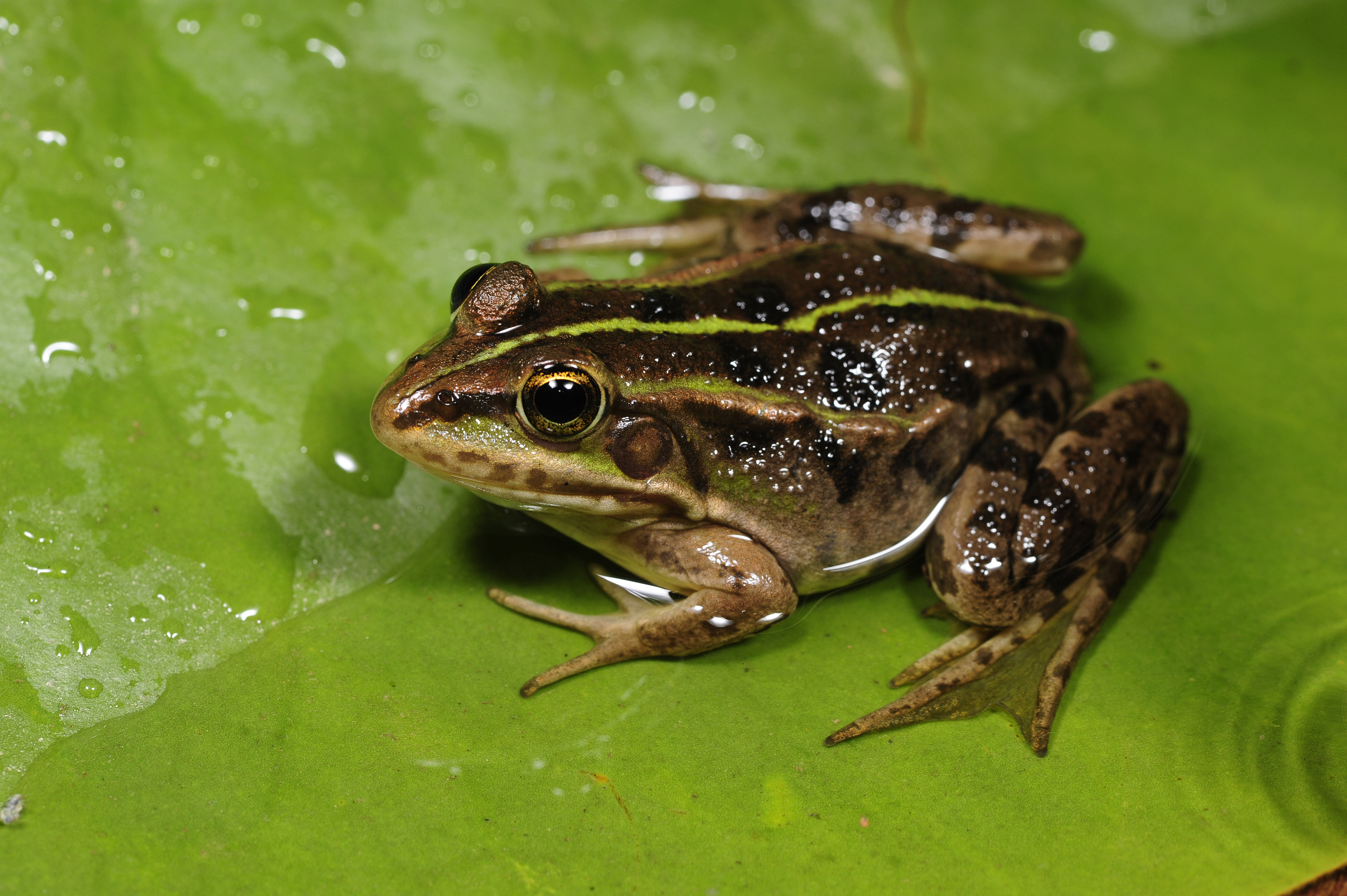 BennyTrapp Pelophylax shquipericus Montenegro